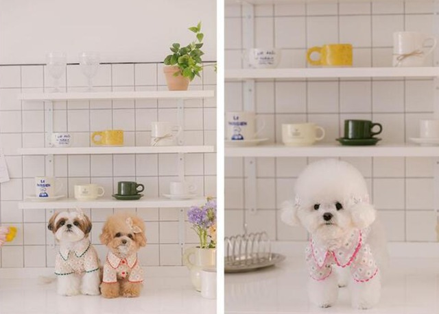 〈即納アイテム〉Rolling PEPE パステルポップコーン ブラウス（ピンク）