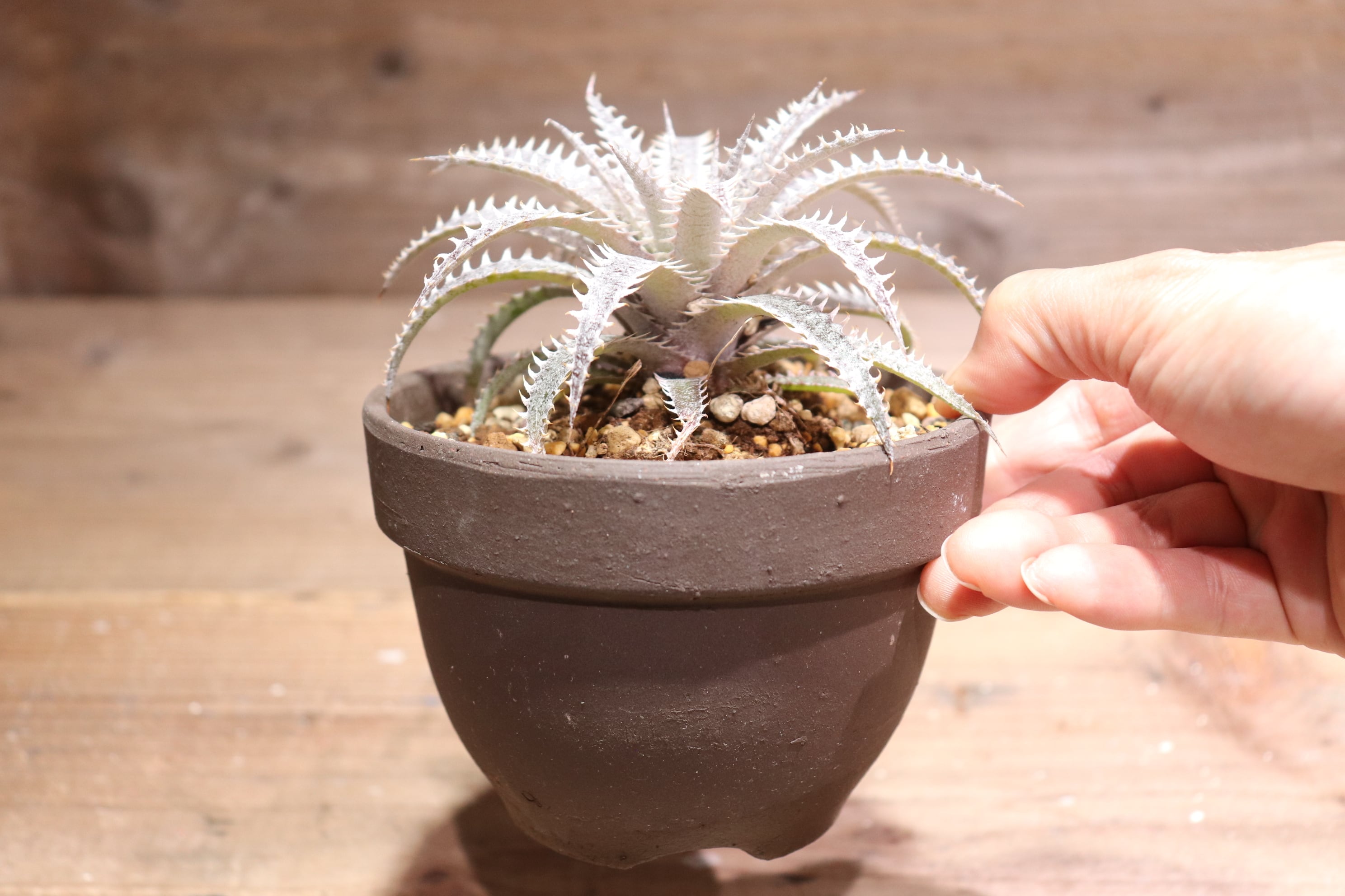 抜き苗送料無料】domfelicianensis x (dawsonii BBCx 'Donna Marie