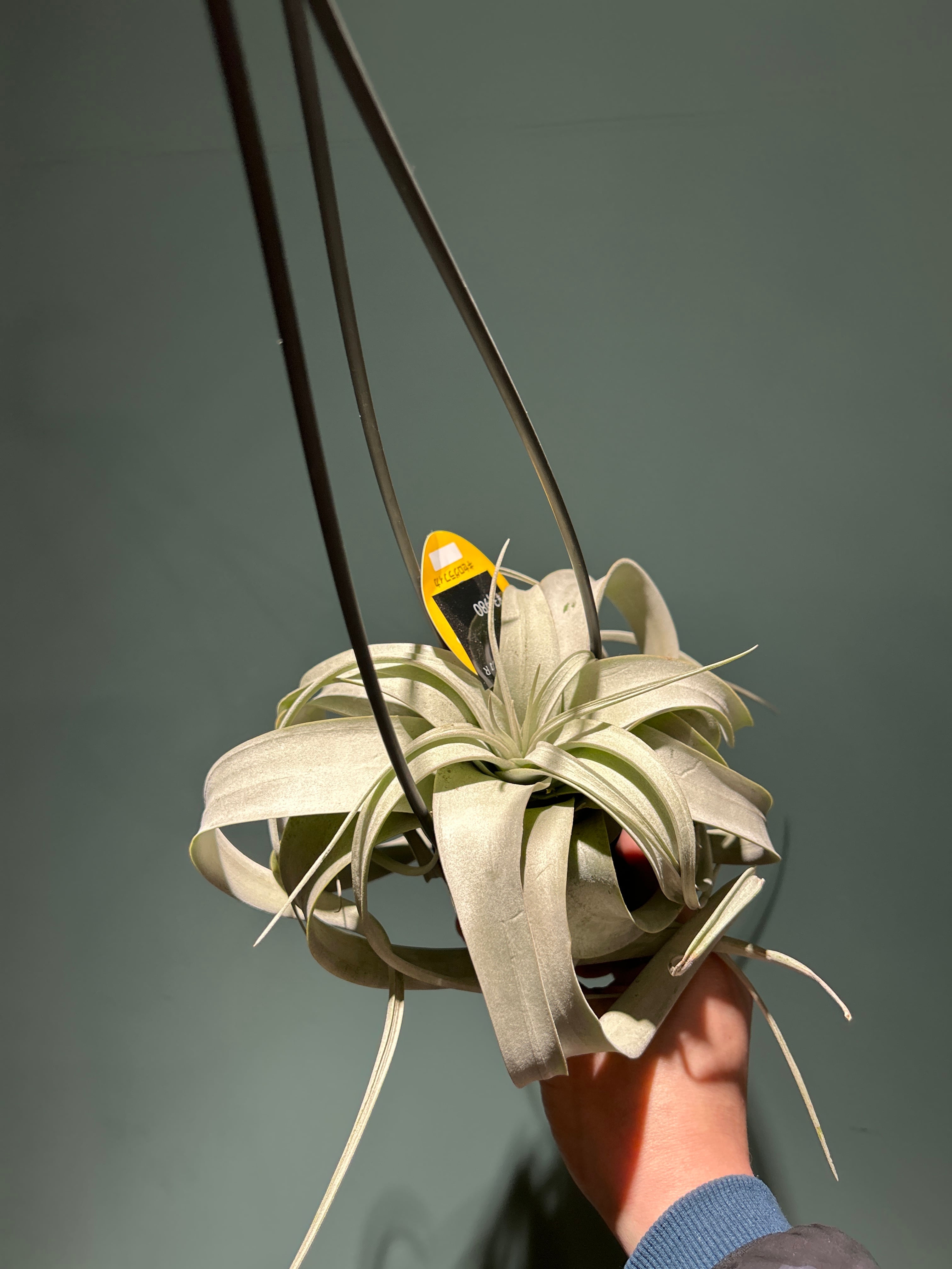 チランジア キセログラフィカ 吊り具付 | 植物との暮らし apricot