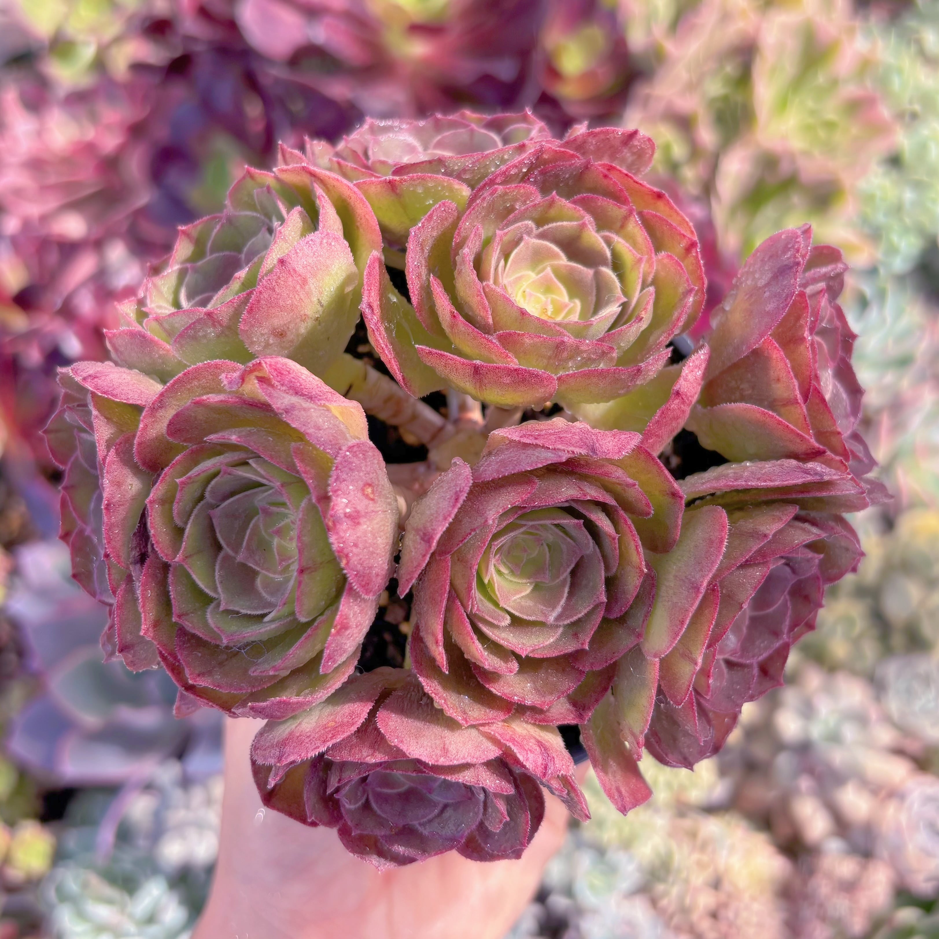 現品　ハロウィン#C45　群生　新入荷　るる農園