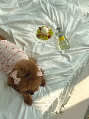 予約【pecoramou select】April crop tee