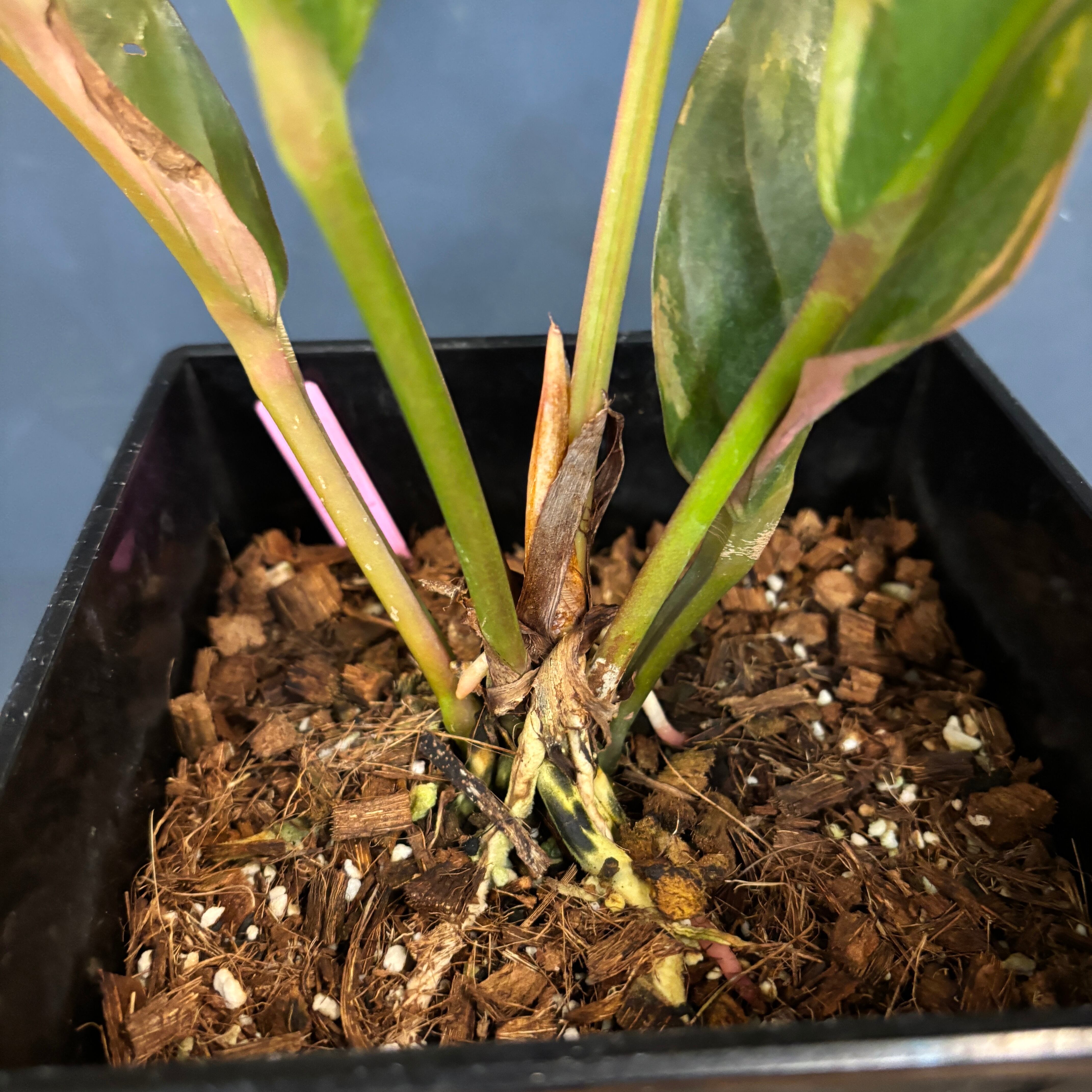 アンスリウム フーケリー 斑入り【647】 | PROTOLEAF プロトリーフ