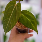 アンスリウム・ミシェル × エースオブスペード / Anthurium 'Michelle'× A. Ace of Spade⑤│観葉植物
