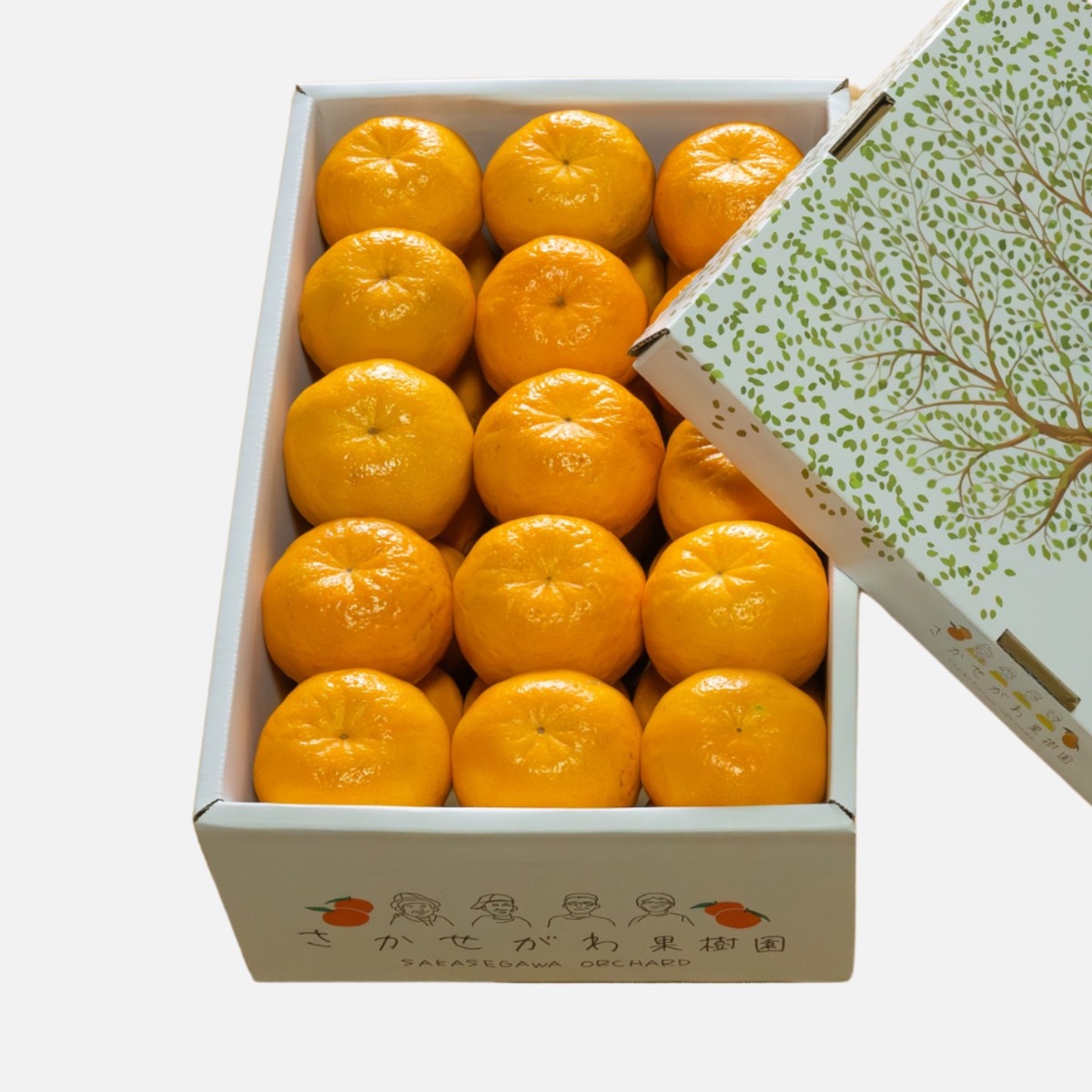 ぽんかん】Lサイズ｜5kg （約33個） | 酒瀬川果樹園