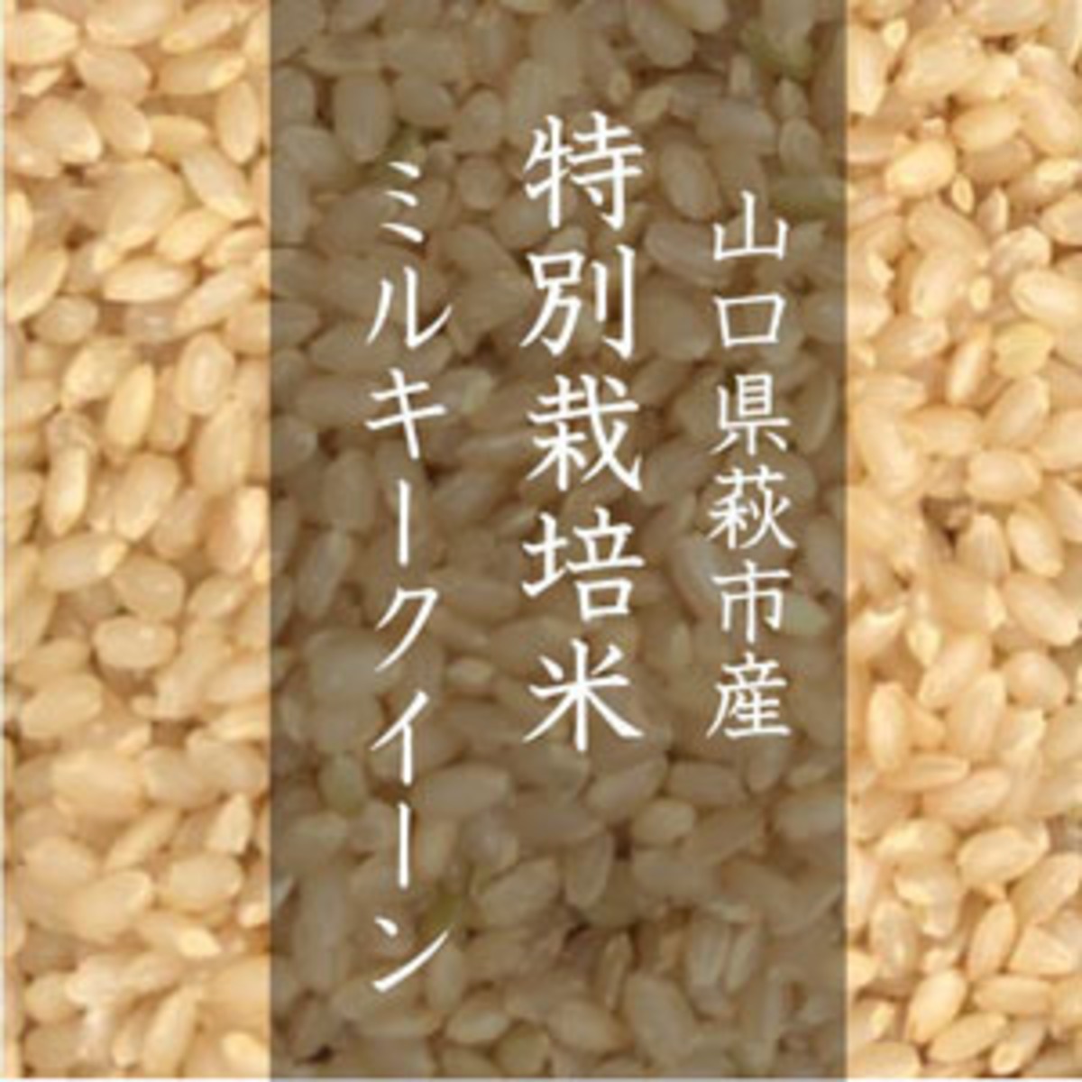 令和7年産】山口県萩市産 ミルキークイーン 1等米（特別栽培米）｜玄米 