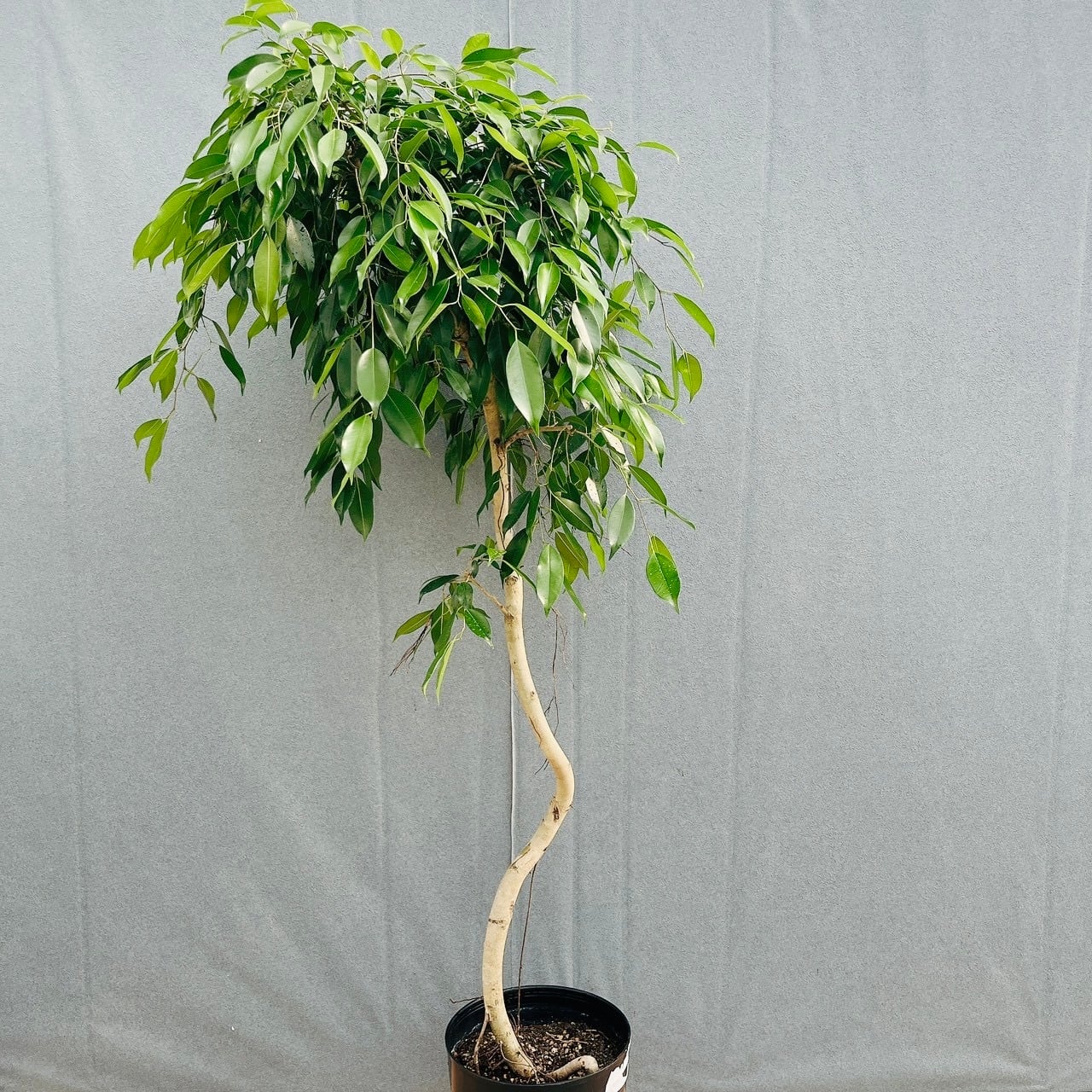 現品］【珍しい】12番 フィカス ベンジャミン ヌダ 9号 観葉植物 大型