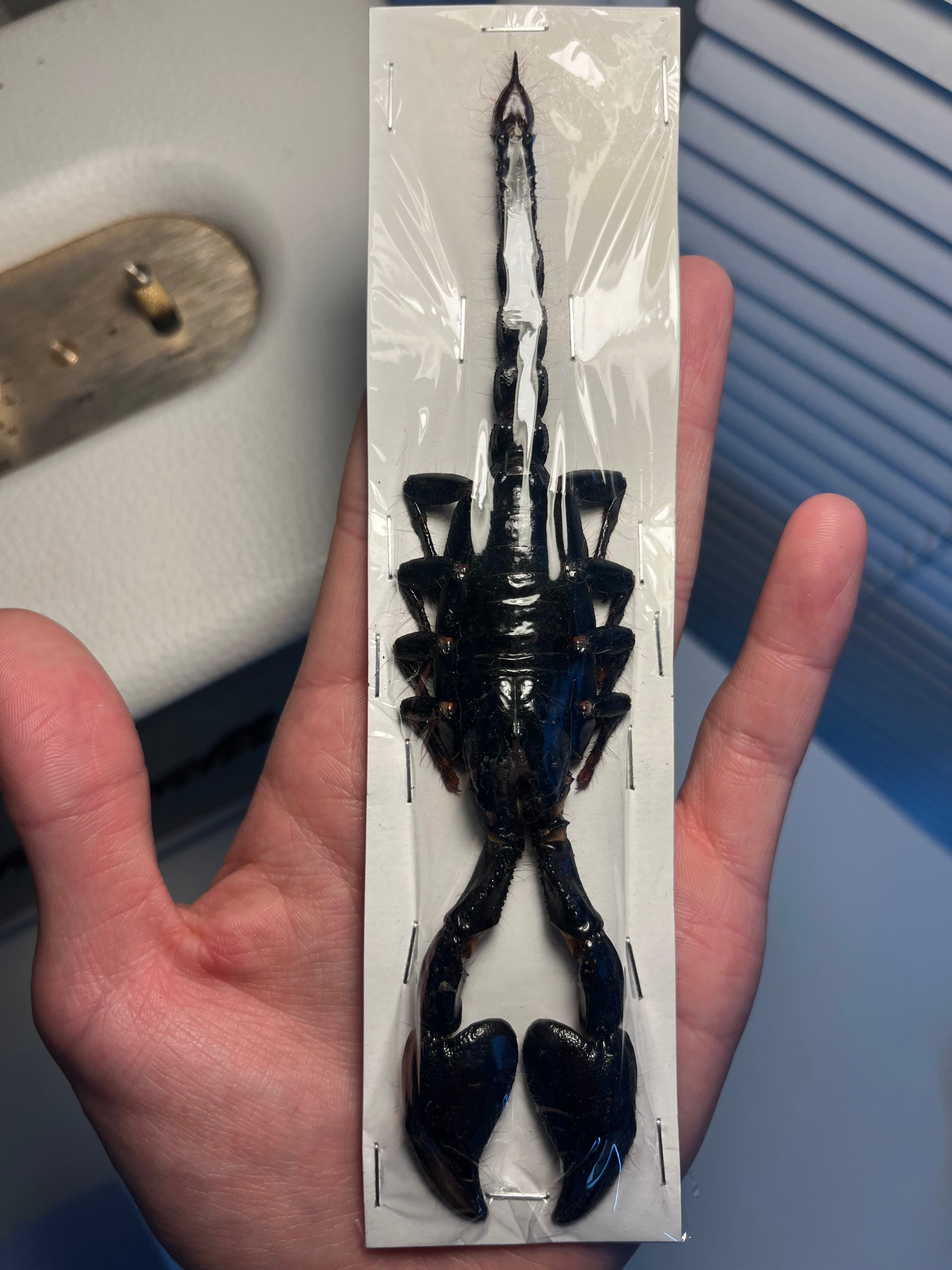 標本】スーザンシールドテールドスコーピオン キョクトウサソリムカデ