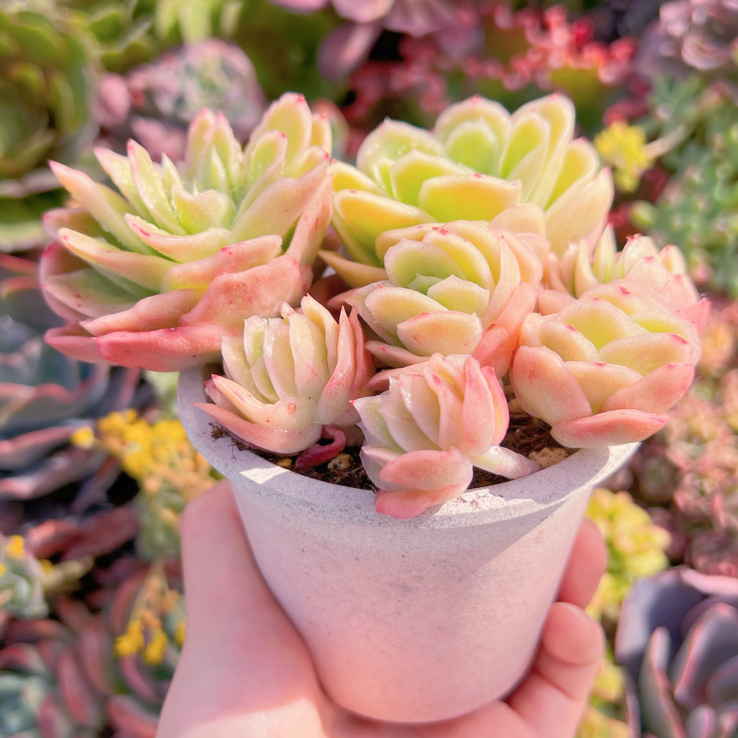 現品 アイスラブリーローズ錦#215 群生 新入荷 るる農園 | るる農園