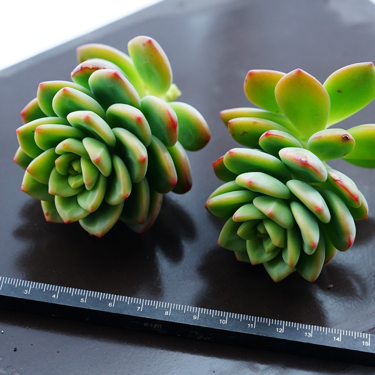 カット苗 レモンジュエル Echeveria 'Lemon Jewel'