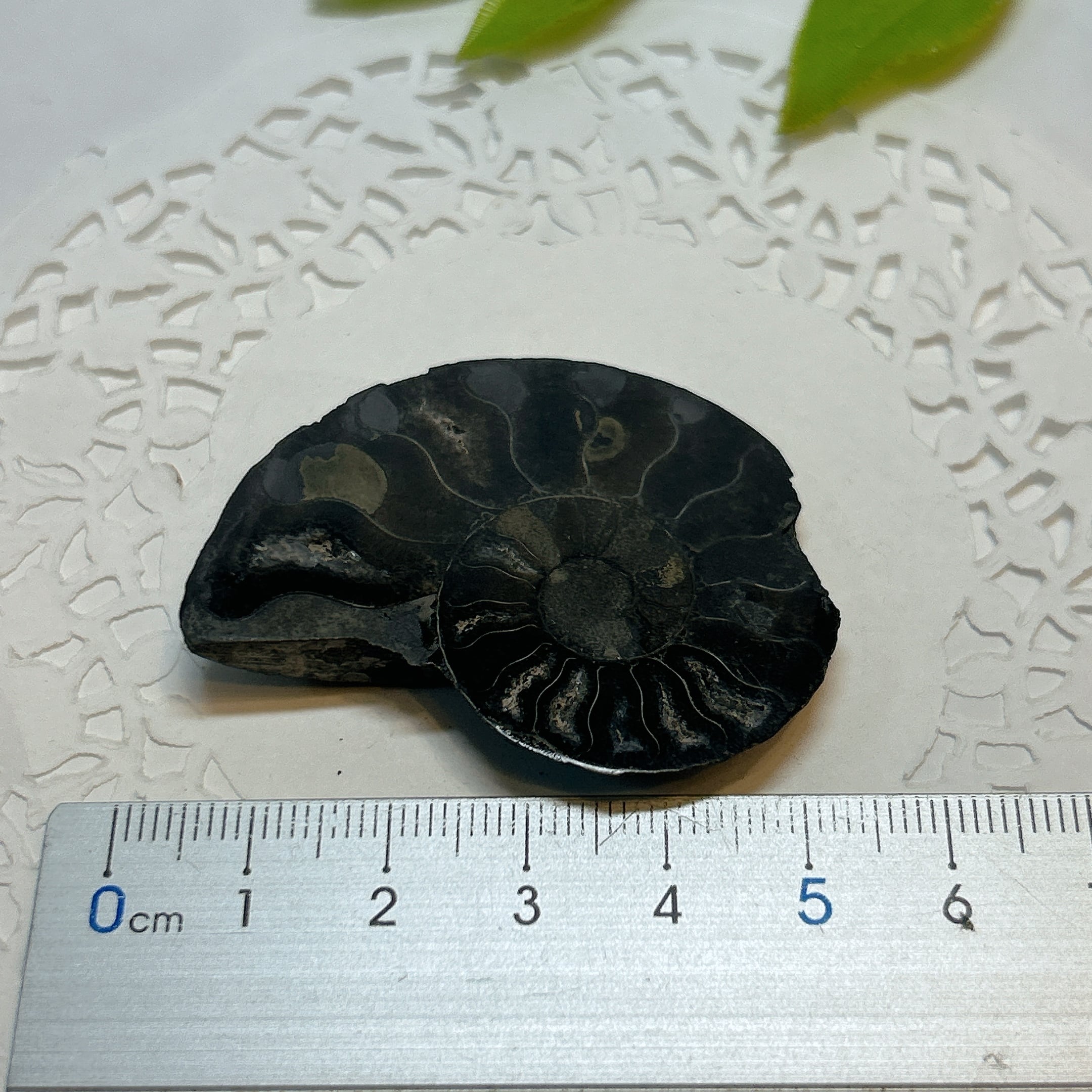 17922】ブラックアンモナイト アンモナイト 黒い マダガスカル 赤鉄鉱