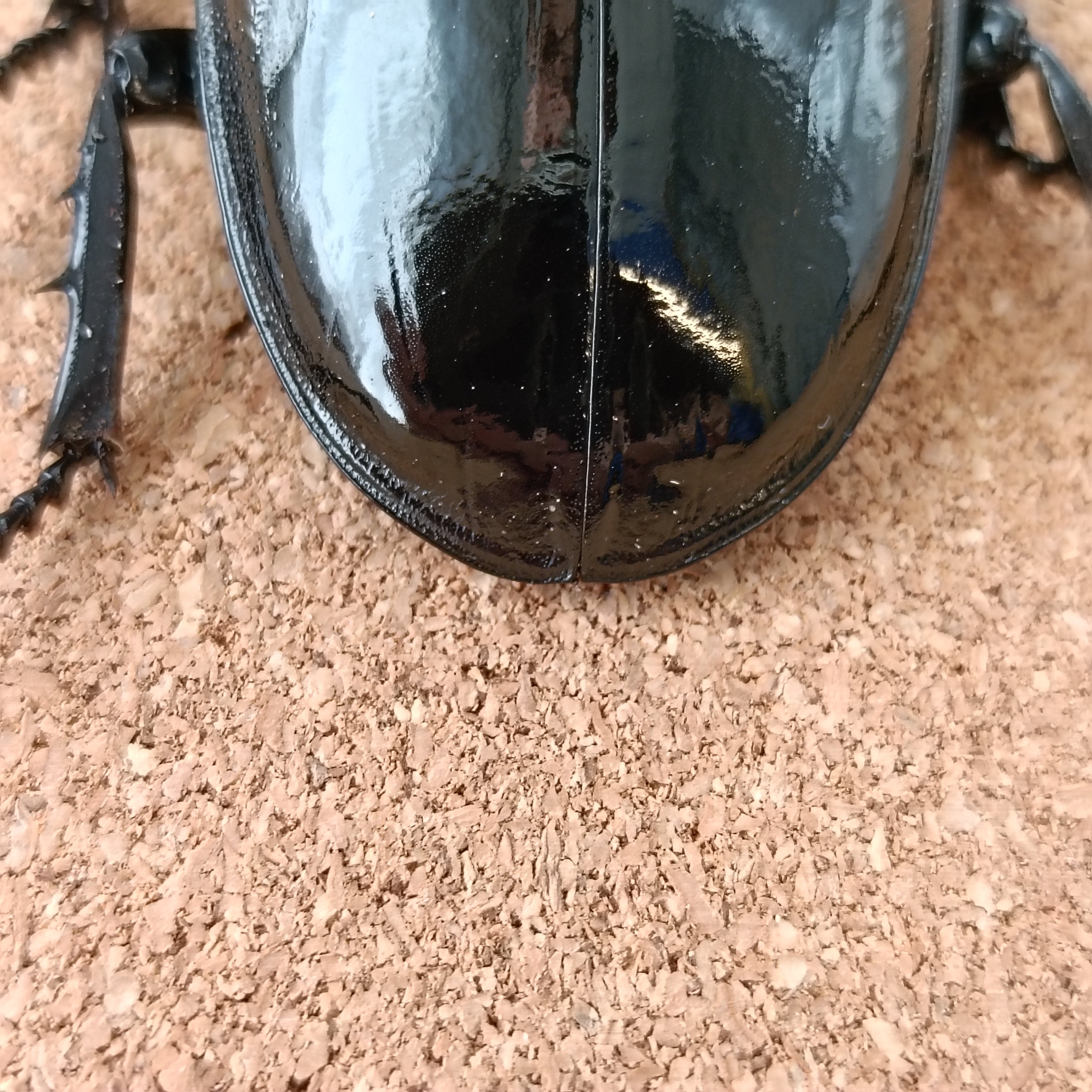(問い合わせ中)タランドゥス♀53㎜　種付け未使用 タランドゥスオオツヤクワガタ 再ペアリング解除＆産卵ケース投入