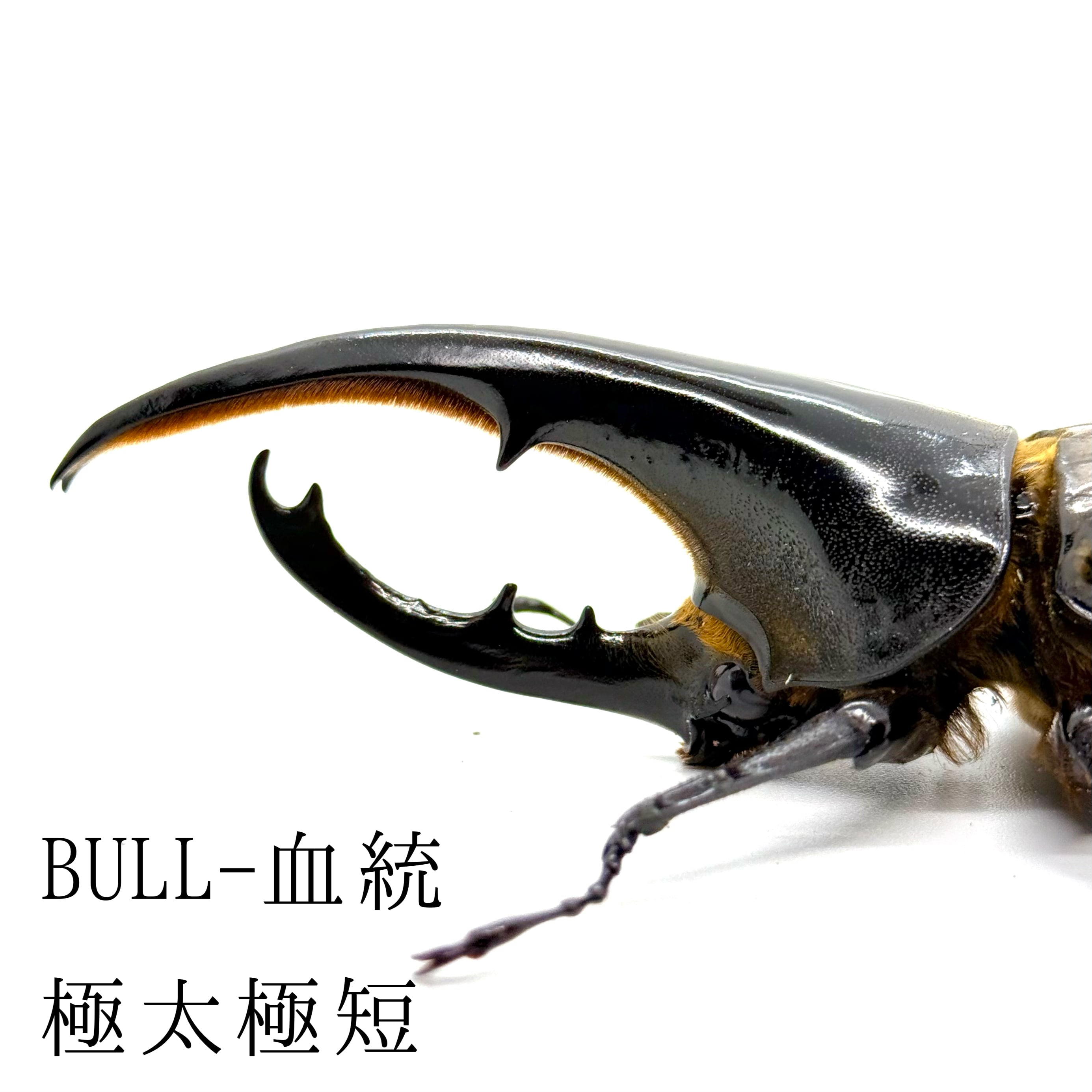 極太極短 / 成虫 / オス / ヘラクレスオオカブト