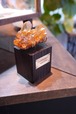 HIMALAYAN CRYSTAL-ヒマラヤ水晶