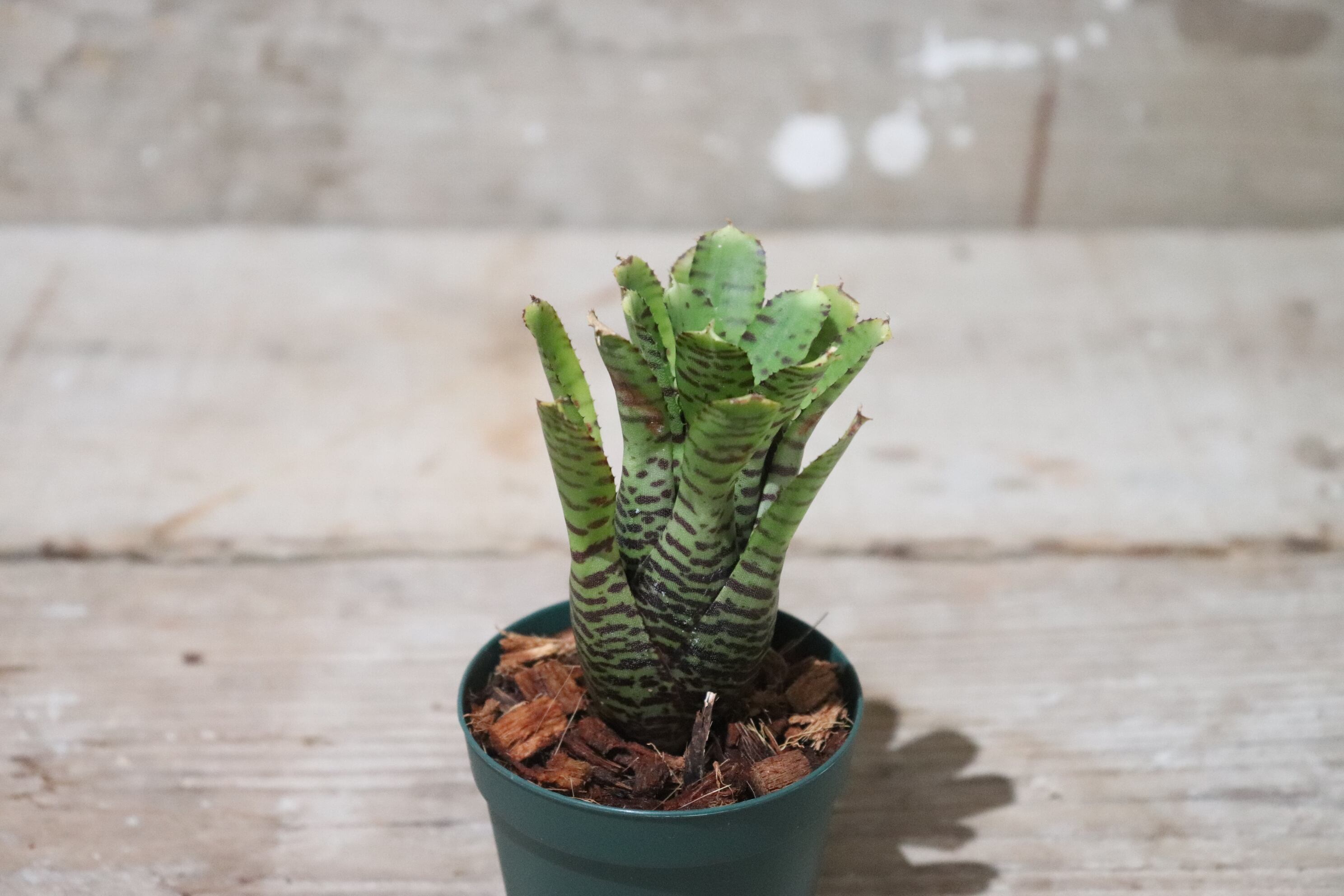 送料無料】Neoregelia punctatissima Yellow form〔ネオレゲリア〕現品