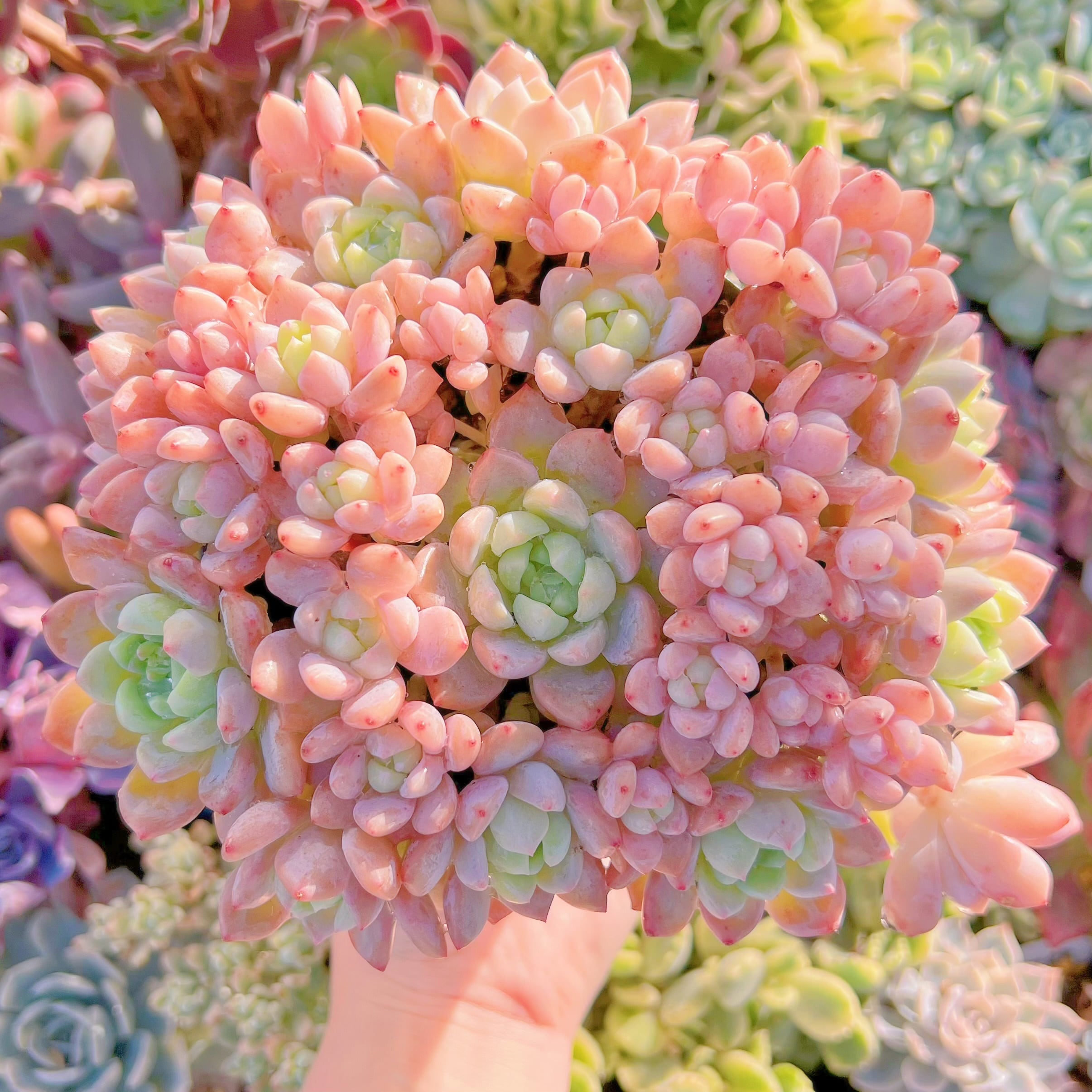 現品　プロリフェラxラウル#778   特大群生　るる農園