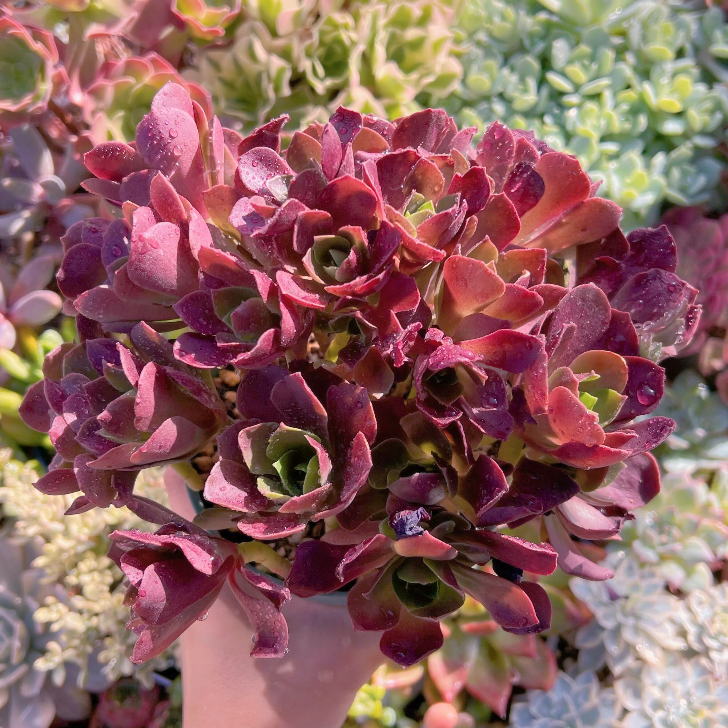 現物　マジックローズ#714　特大群生　新入荷