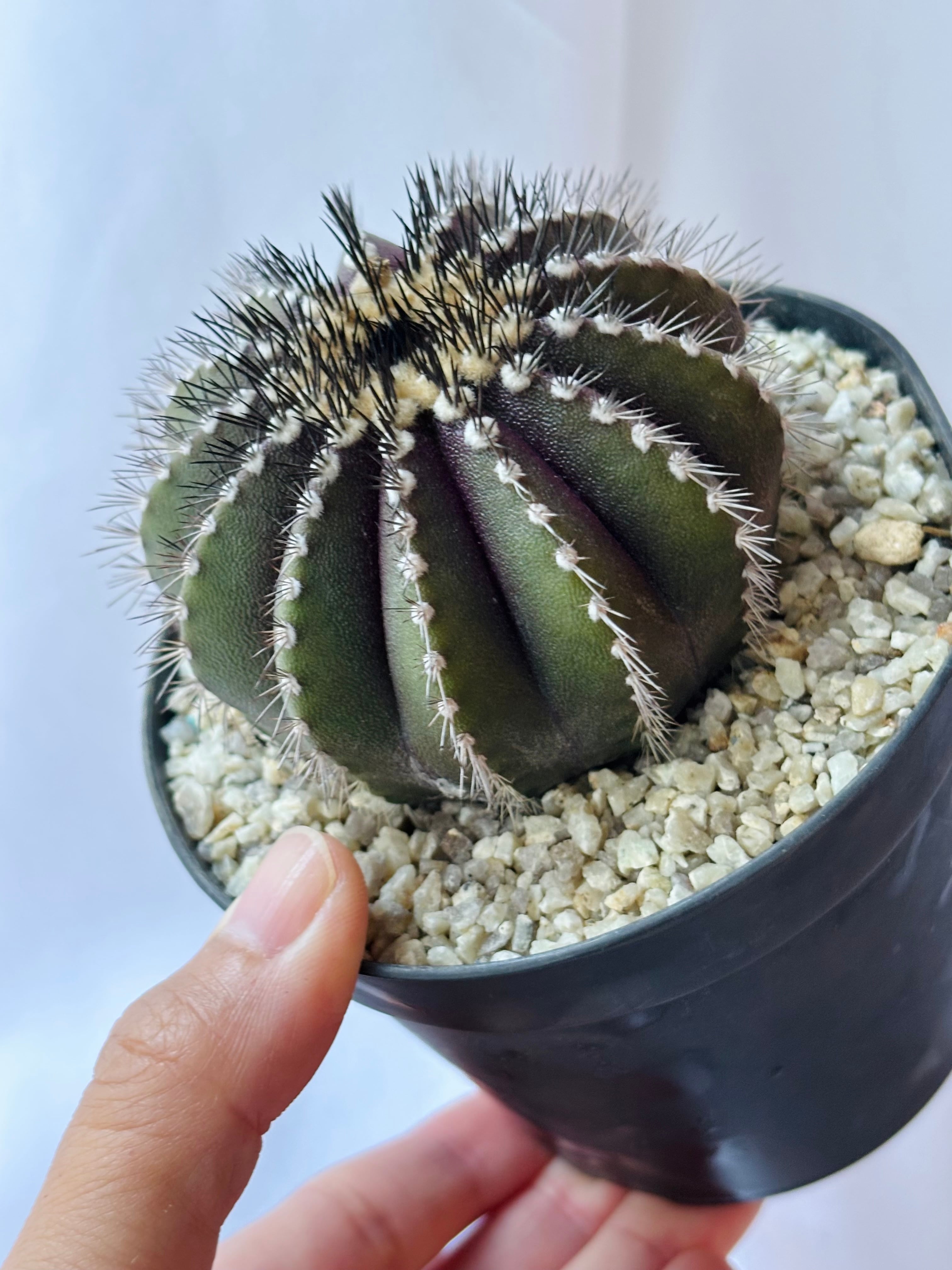 Uebelmannia pectinifera　ユーベルマニア　ペクチニフェラ ユーベルマニア・ペクチニフェラ（Uebelmannia pectinifera）の紹介