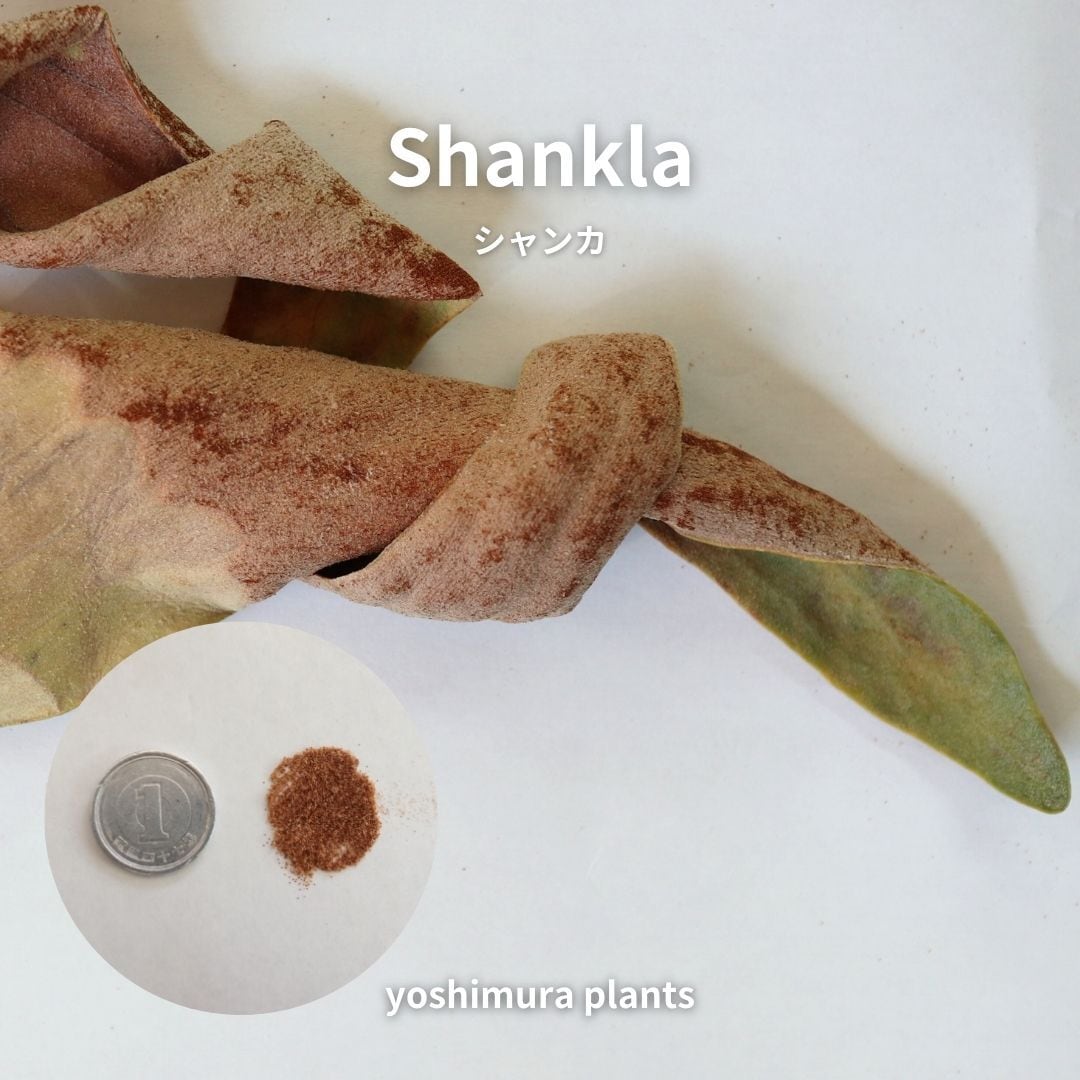 胞子] Shankha シャンカ ビカクシダ | Pay ID