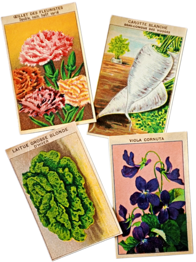 20s フランス 4set 膨満な花々と野菜たち 種子袋用ラベルs アンティーク