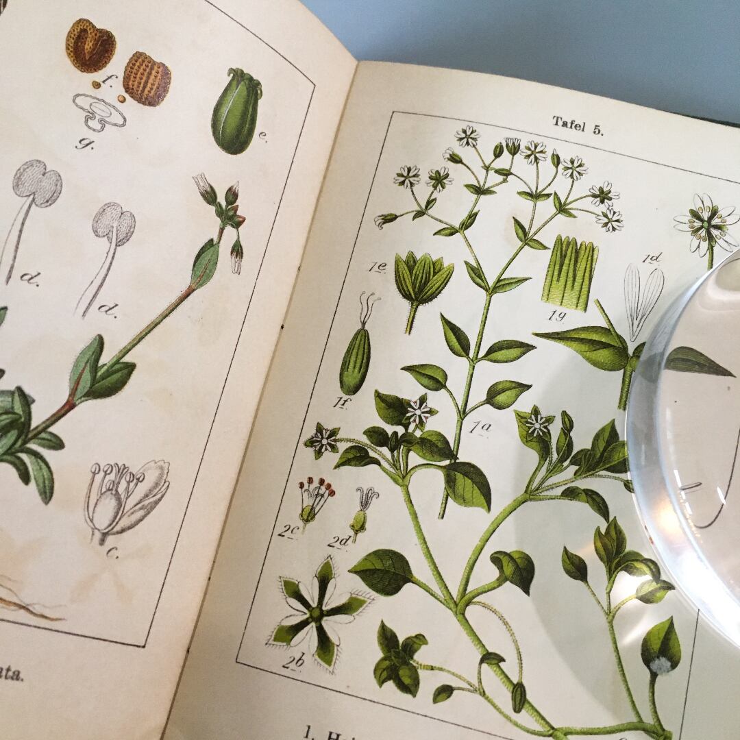 ドイツの古い植物図鑑 Krauterbuch 1914年 アンティーク ヴィンテージ ヨーロッパ 植物図鑑 花の絵 花のイラスト リトグラフ 雰囲気 Esupport Vn