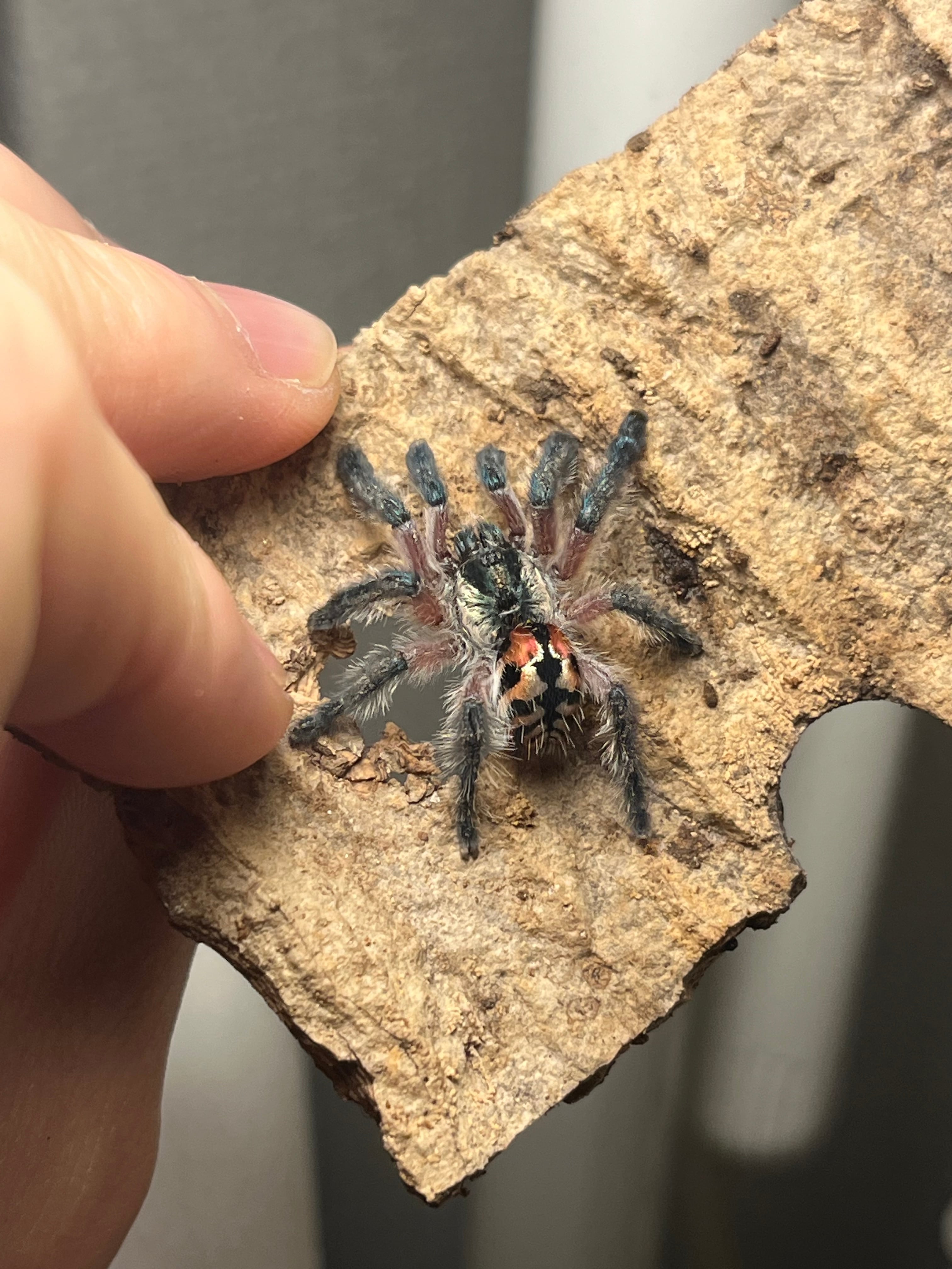 LAST♀】Typhochlaena seladonia ブラジリアンジュエルタランチュラ