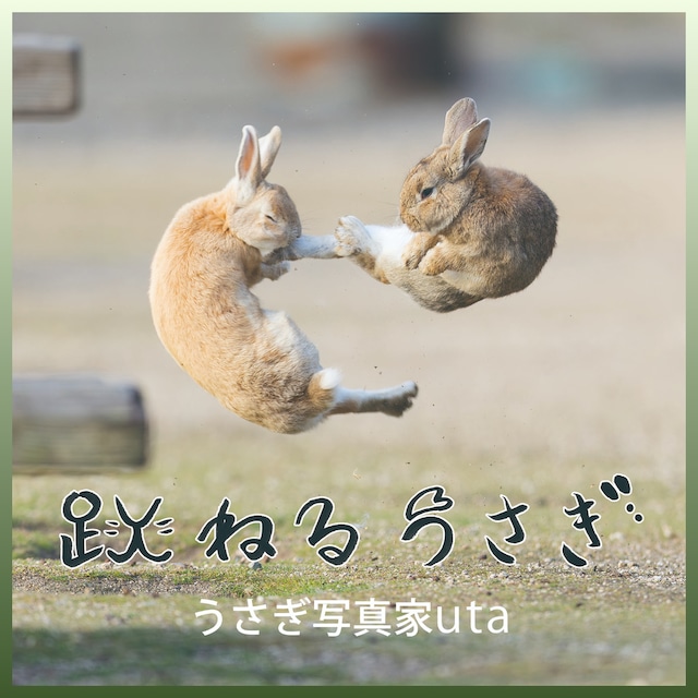 うさぎ写真家uta　写真集　跳ねるうさぎ