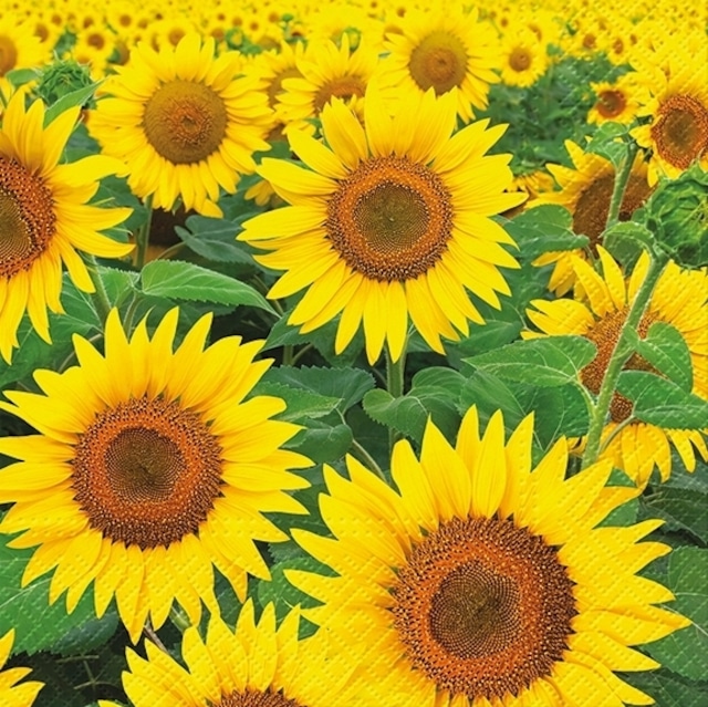 【TETE a TETE】バラ売り2枚 ランチサイズ ペーパーナプキン Sunflowers Field イエロー