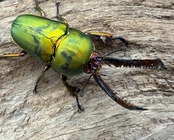 【WD】《パプアキンイロクワガタ 46mm A'品ペア》