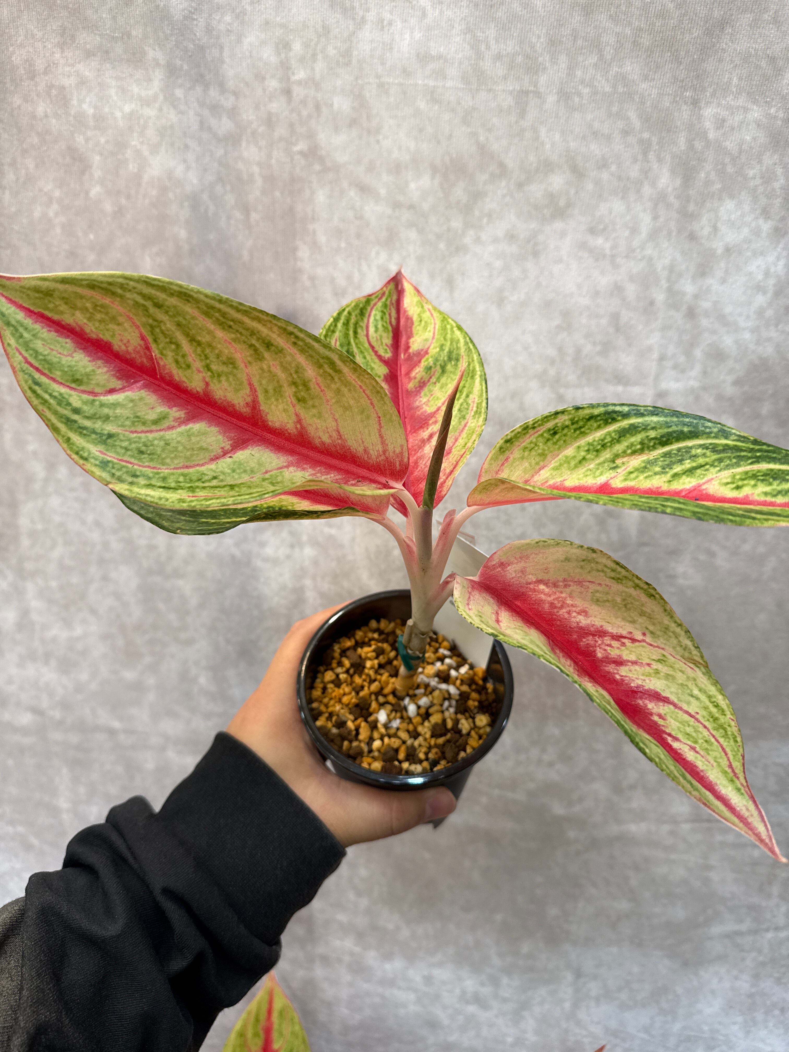 Aglaonema purple my tiara / パープルマイティアラ | Gardenえん