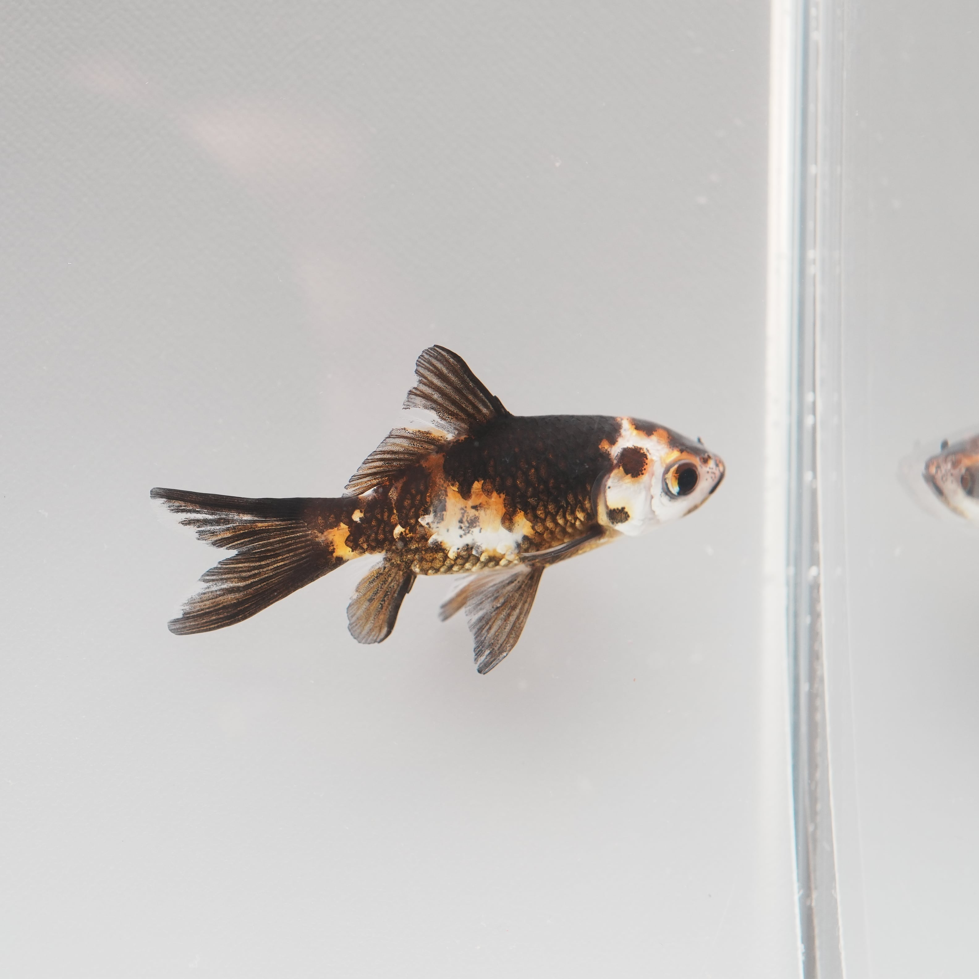 金魚ページ 極光金魚展