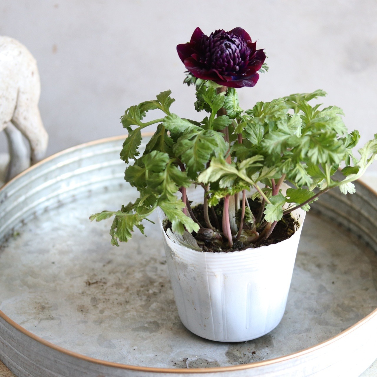 アネモネ　ファネモス　ダブルルージュ　春のお花　球根　可愛い　女性人気