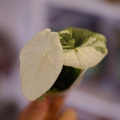 アロカシア メロ アルボ│Alocasia melo 'Albo' Var.⑥│観葉植物