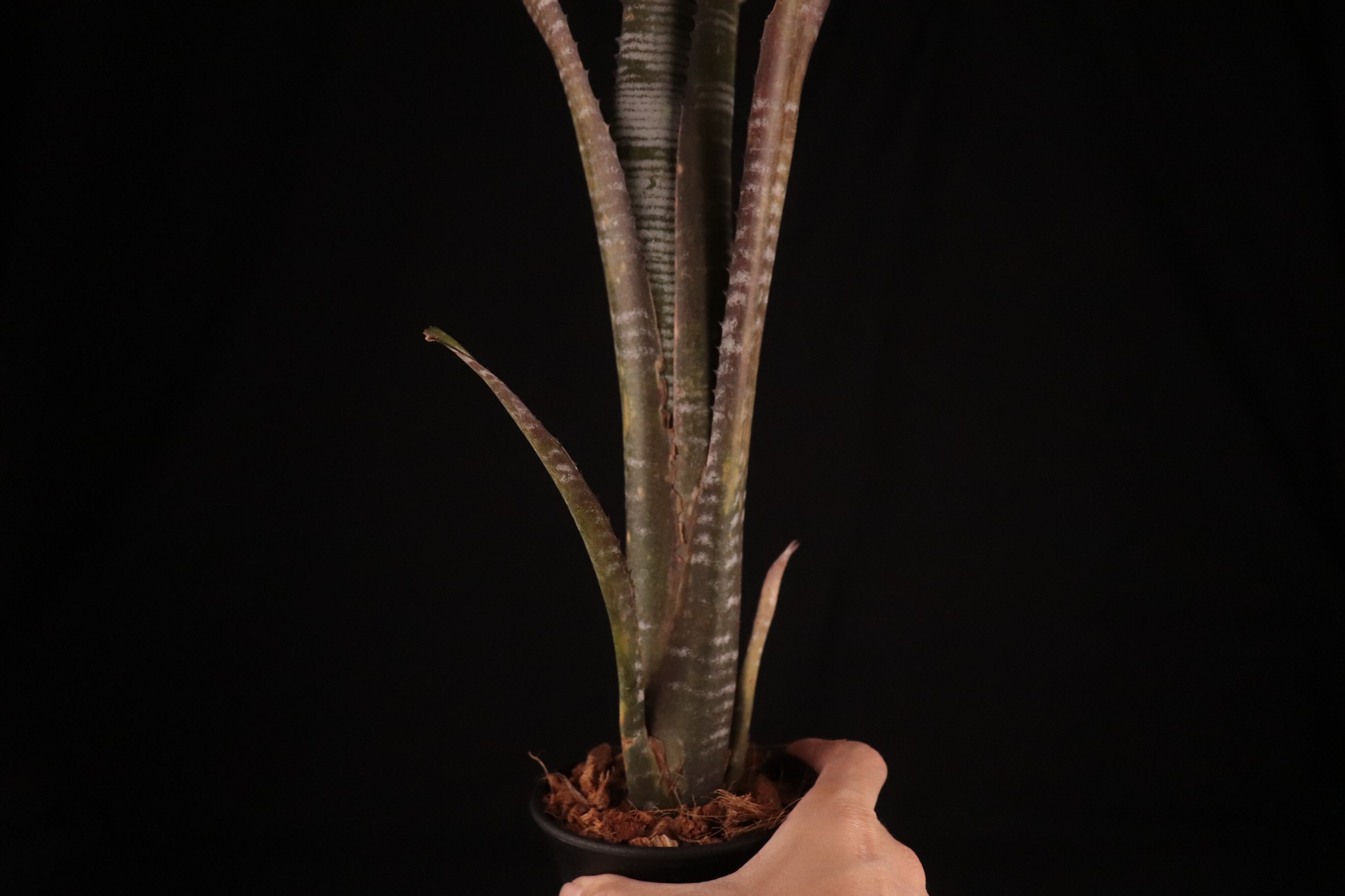 送料無料】Billbergia 'YouTube'〔ビルベルギア〕現品発送B0115