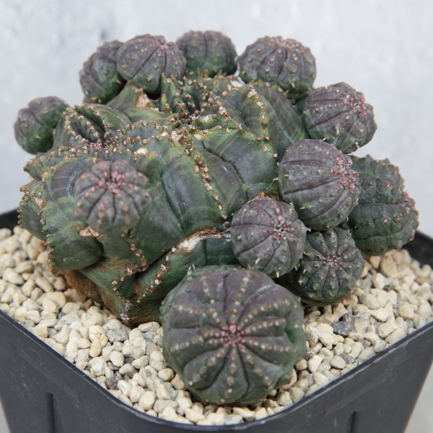 厳選株】最大幅 約10cm 仔吹き 円扇石化 オベサ / ユーフォルビア