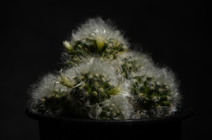 マミラリア アルビコマ