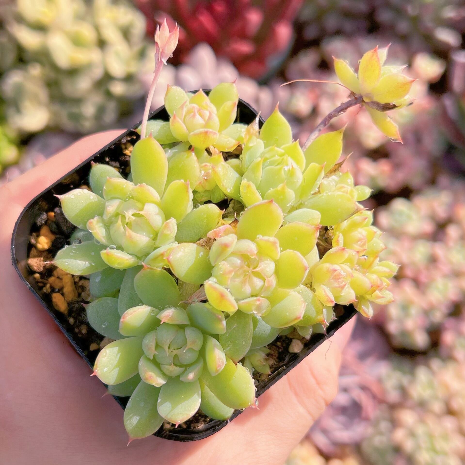 現品　虞姬#639    古株   るる農園