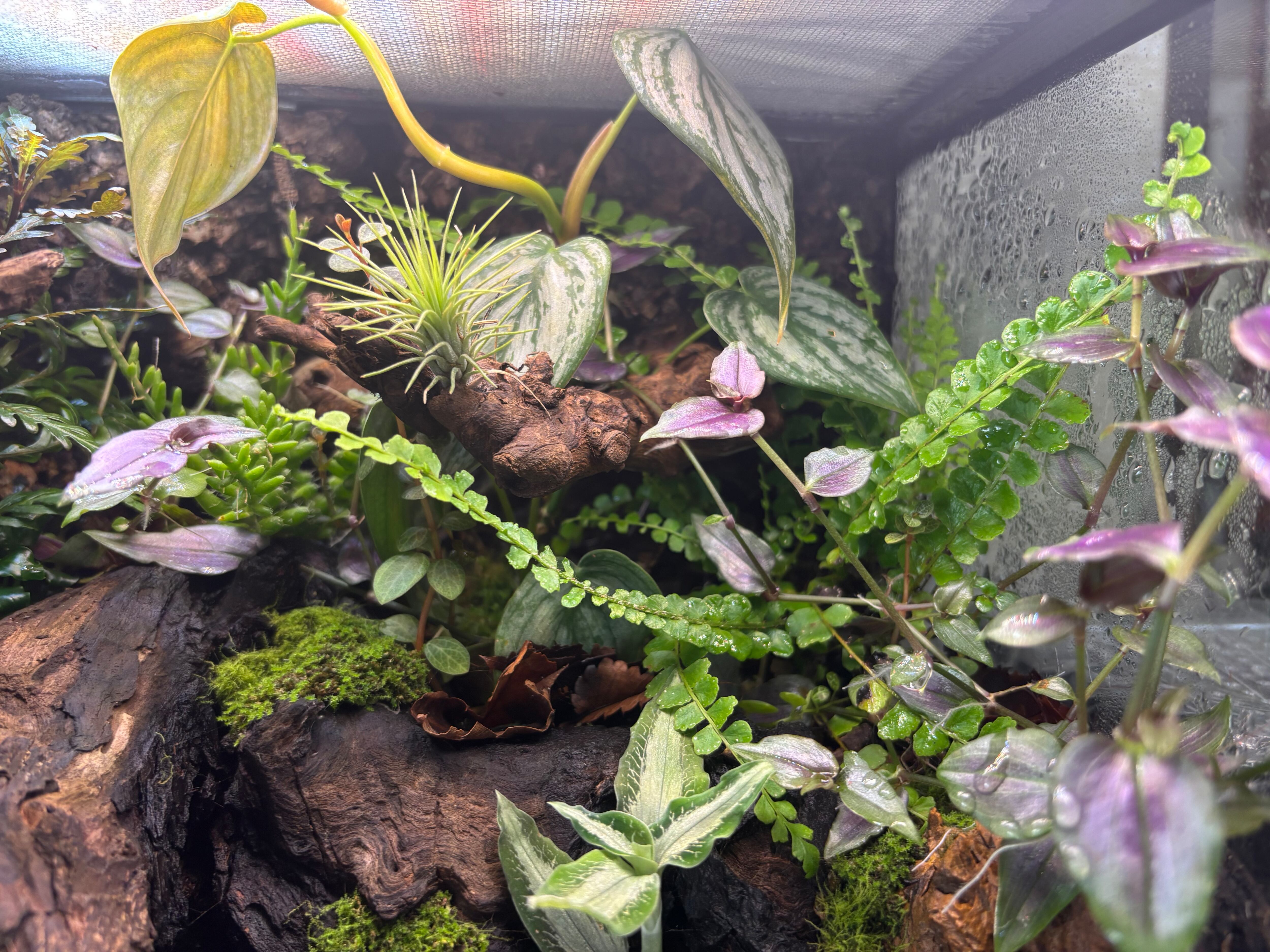旧グラステラリウム3030 多湿系ビバリウム | SCALE_VIVARIUM | 蝉