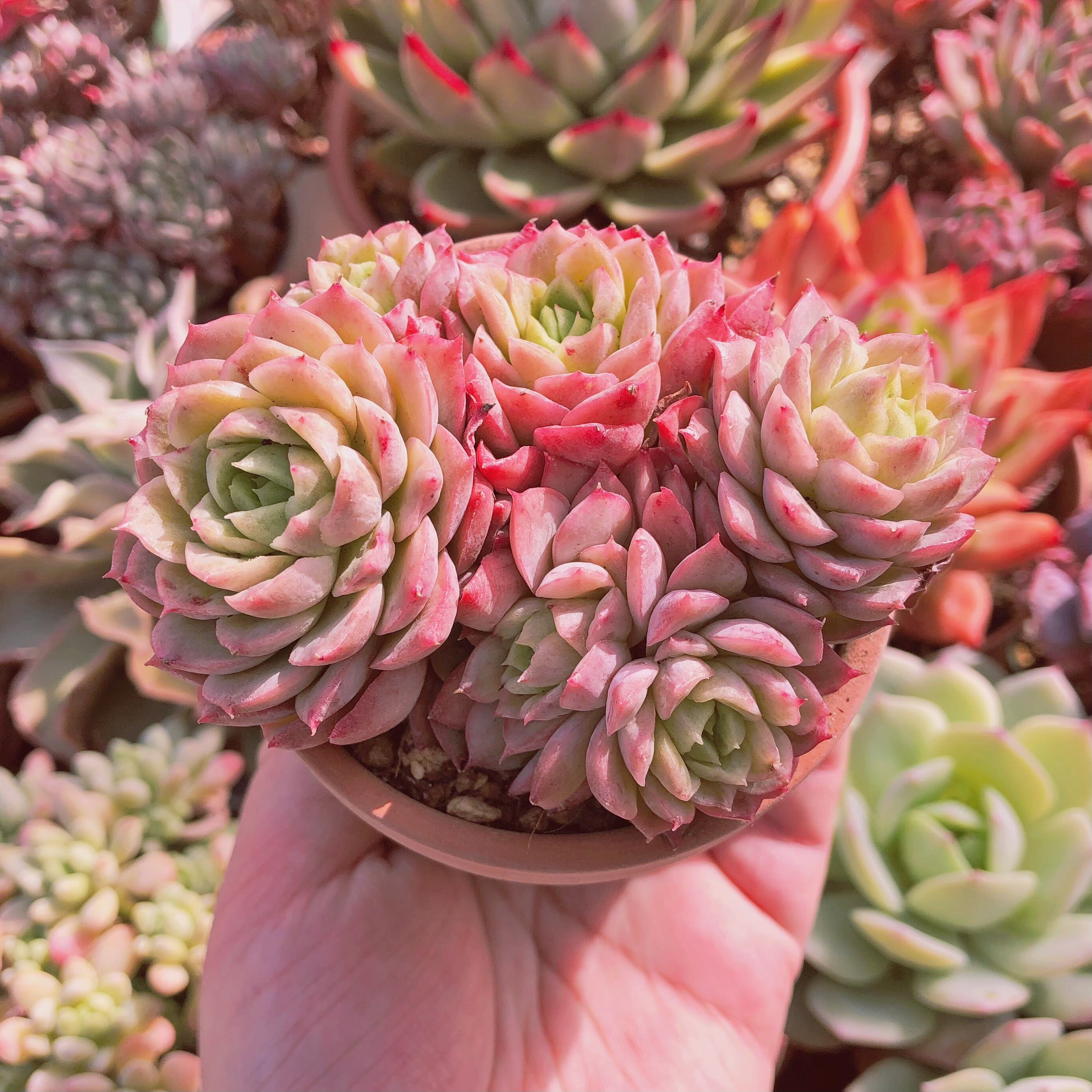 多肉植物　ライムチリー　4～7頭　群生