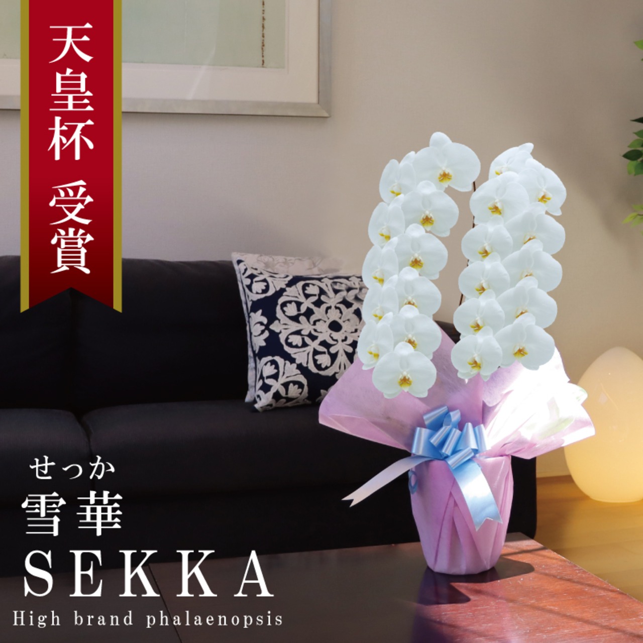 胡蝶蘭 花持ち長い 純国産 大輪2本立ち 22輪～ 【雪華（せっか）白 