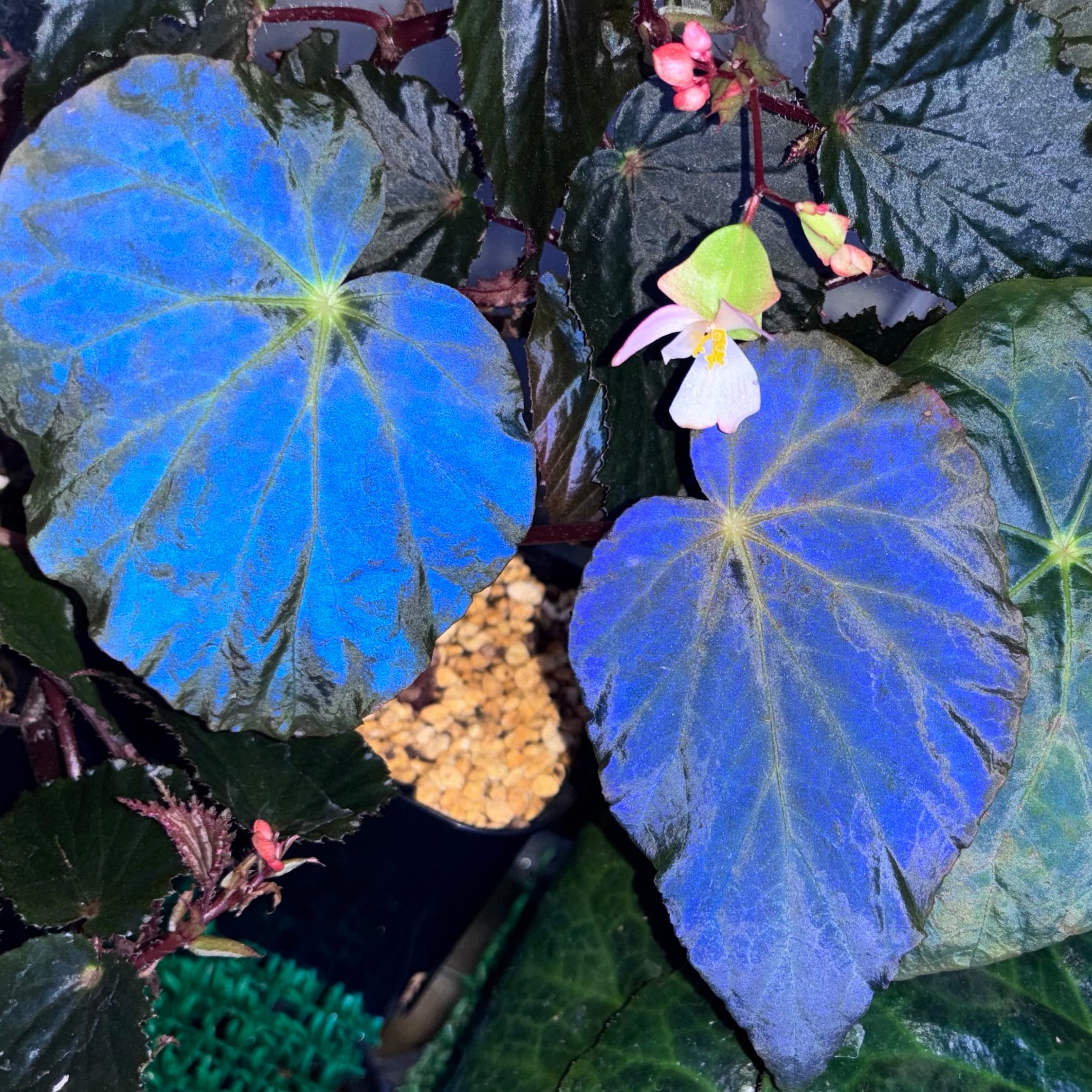 青光り Begonia pavonina 無毛タイプ 原種ベゴニア パヴォニナ | 熱帯