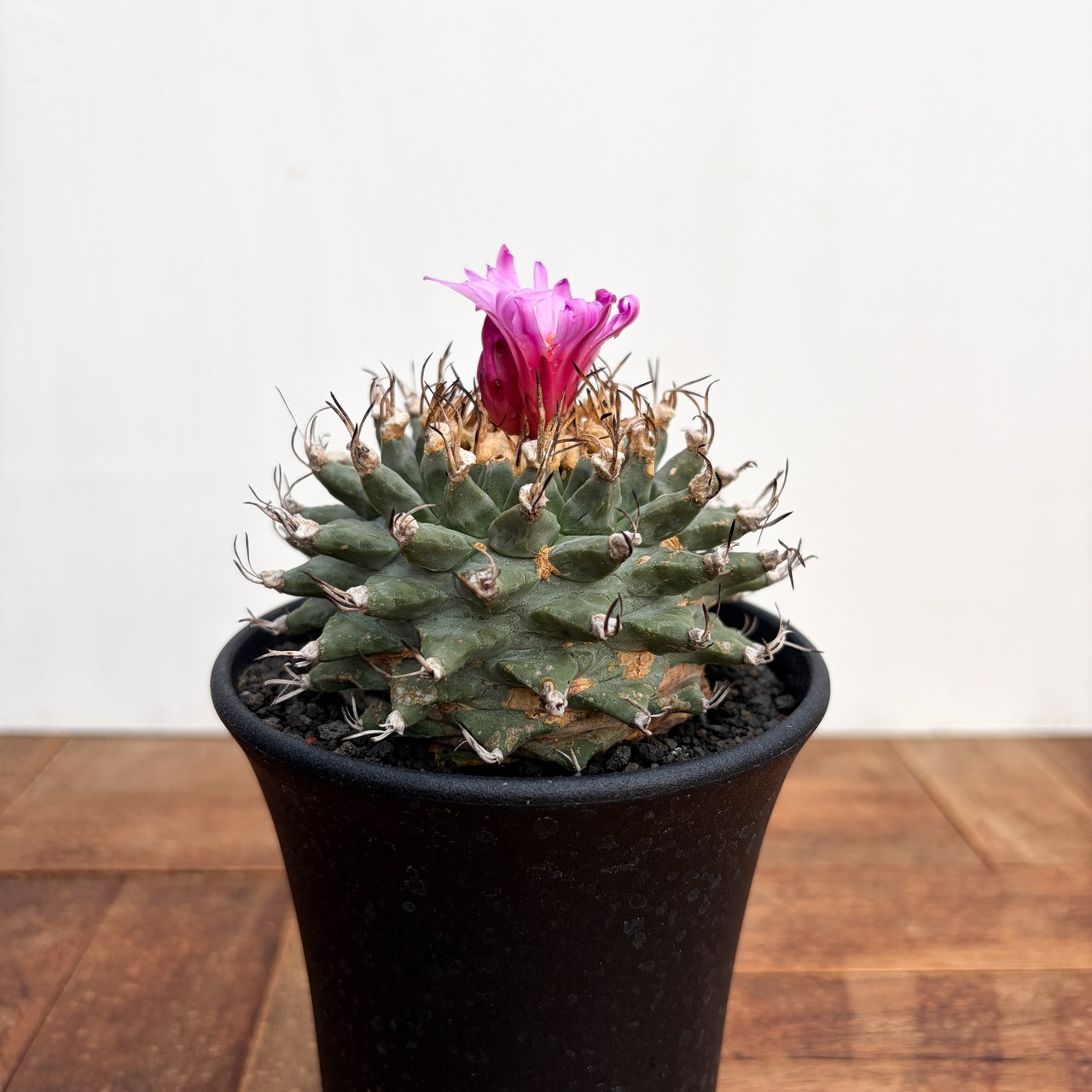 Turbinicarpus alonsoi【ツルビニカルプス・アロンソイ・実生】　