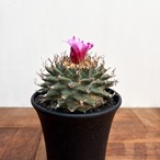Turbinicarpus alonsoi【ツルビニカルプス・アロンソイ・実生】　
