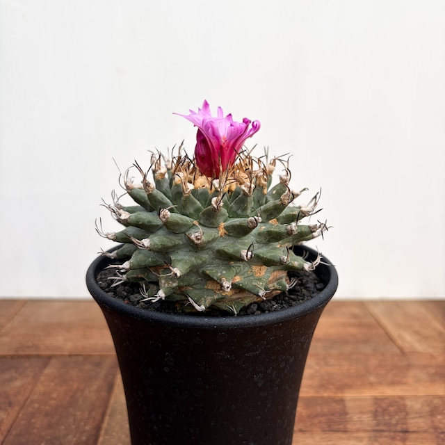 Turbinicarpus alonsoi【ツルビニカルプス・アロンソイ・実生】　