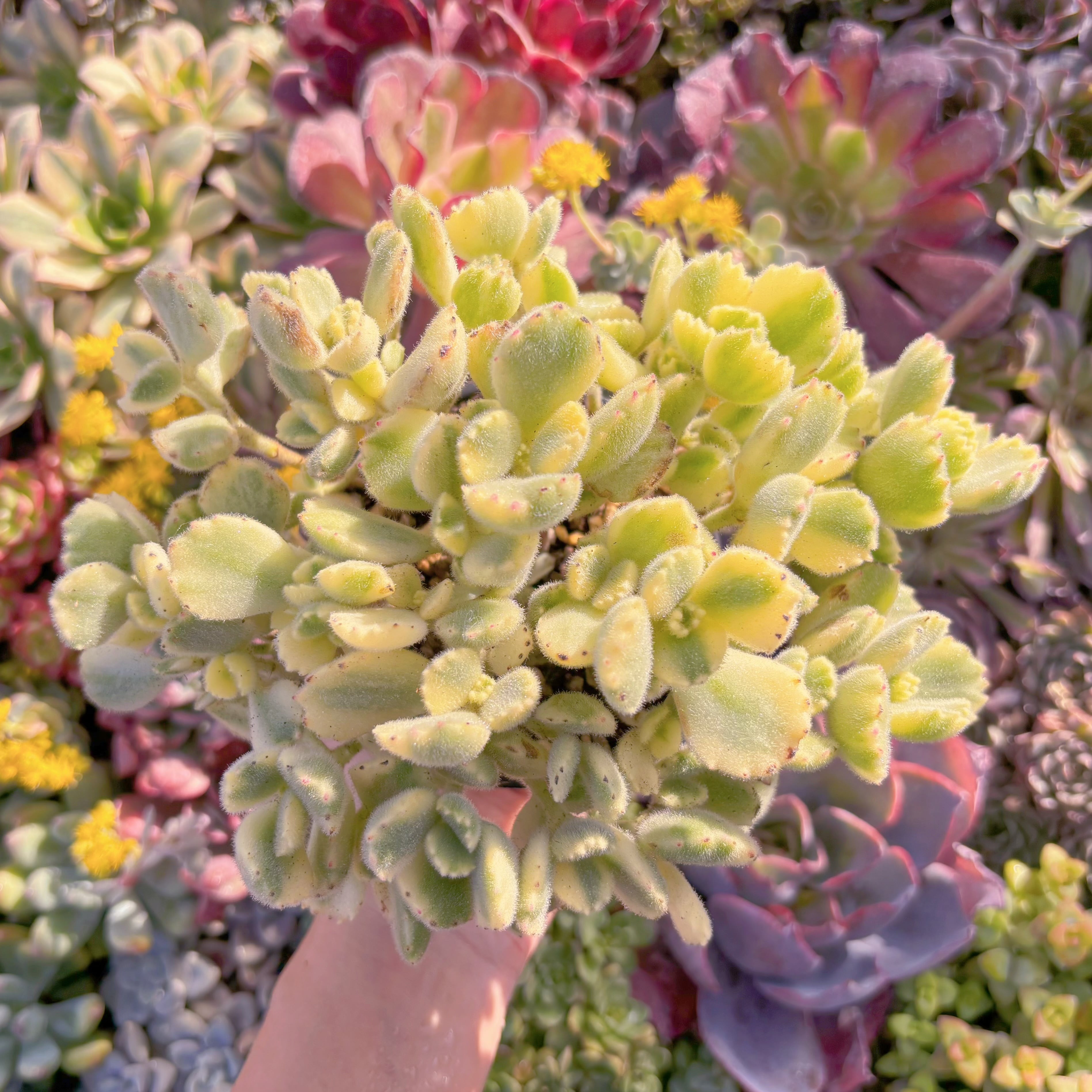 現品　白熊#M010　大群生　るる農園