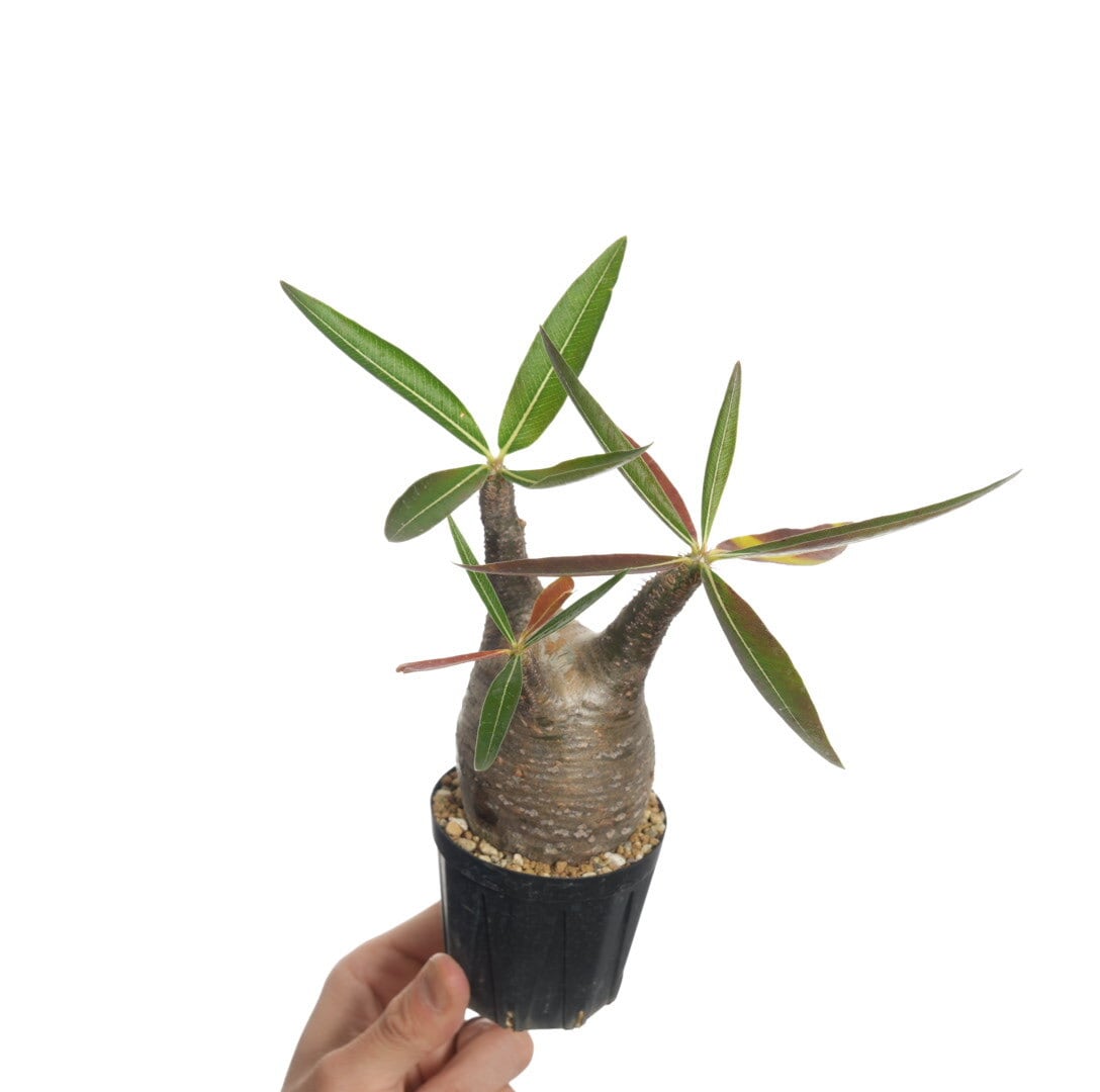 パキポディウム グラキリス no.9〈発根済み〉 | SPECIAL OTHER WORKS