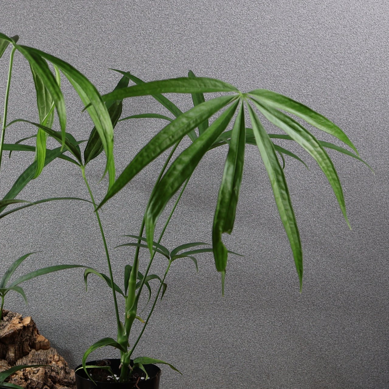 842『アンスリウム エミネンス』観葉植物【送料無料】 | MARX PLANTS
