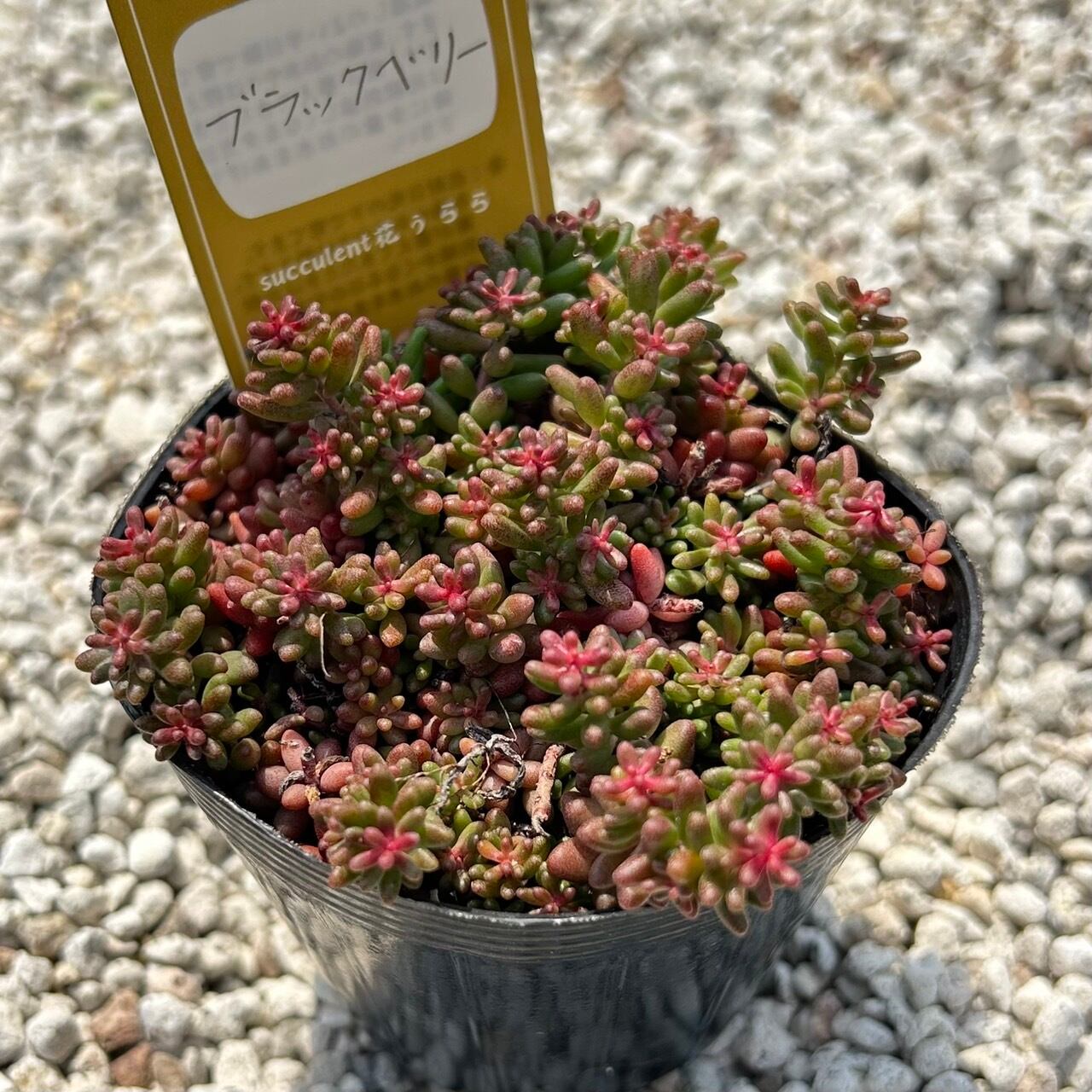 モーニングデュー 一寸鉢 多肉植物 エケベリア | PAY ID