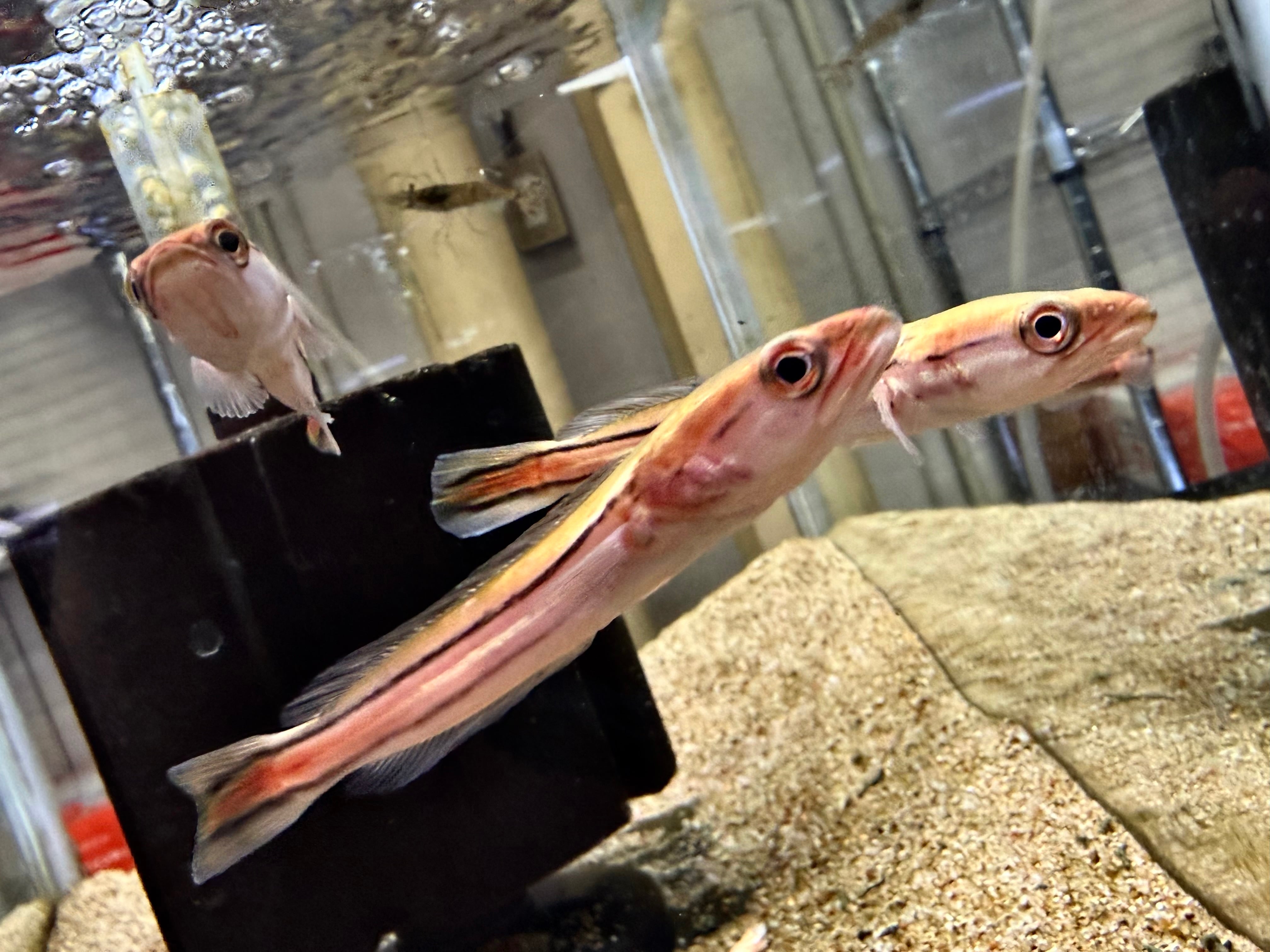 イエローマルリオイデス 7〜8cm± | AQUASTYLEG