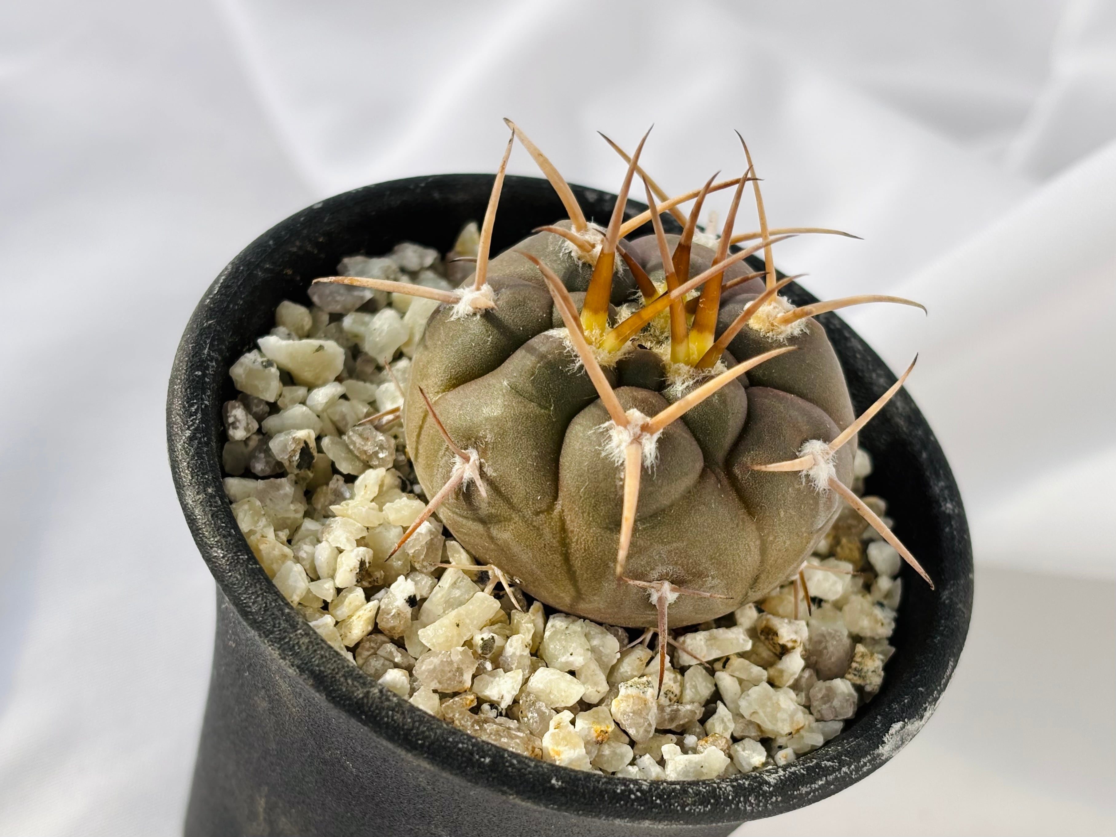 Gymnocalycium mazanense ギムノカリキウム 守金魔天竜 サボテン