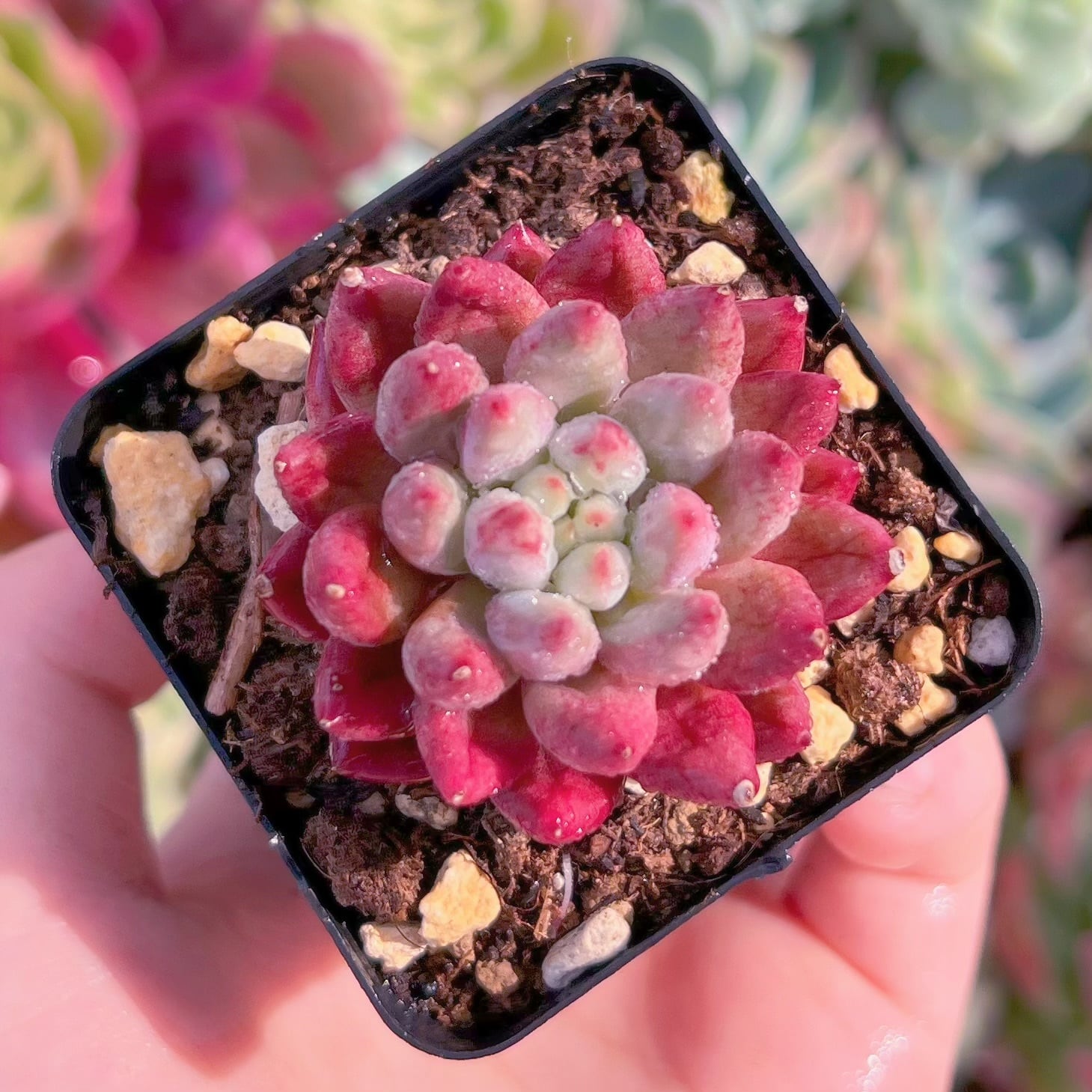 現品　金魚姫#F232　るる農園